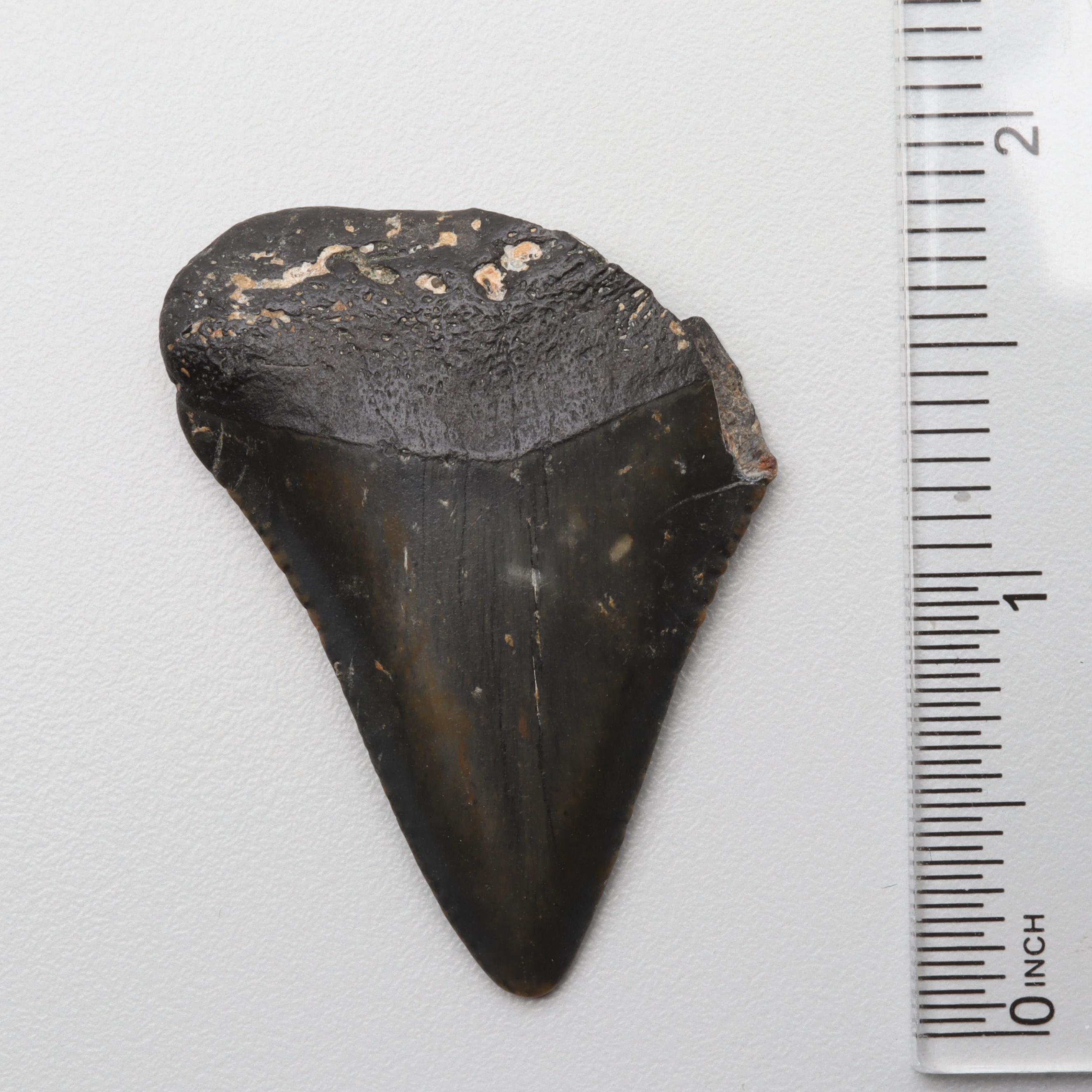 Loose Fossil Tooth and 402.52 CTW Shark Teeth