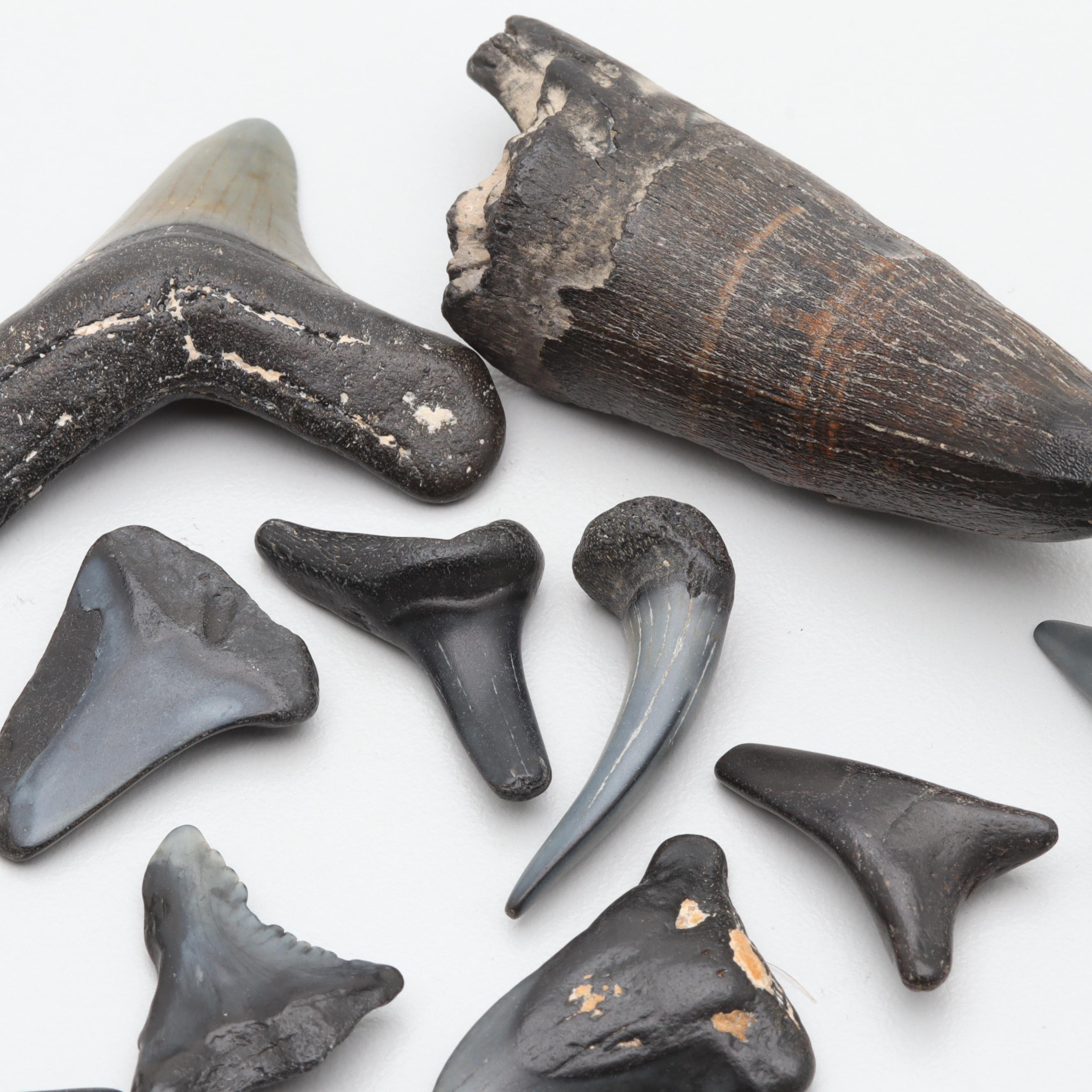Loose Fossil Tooth and 402.52 CTW Shark Teeth
