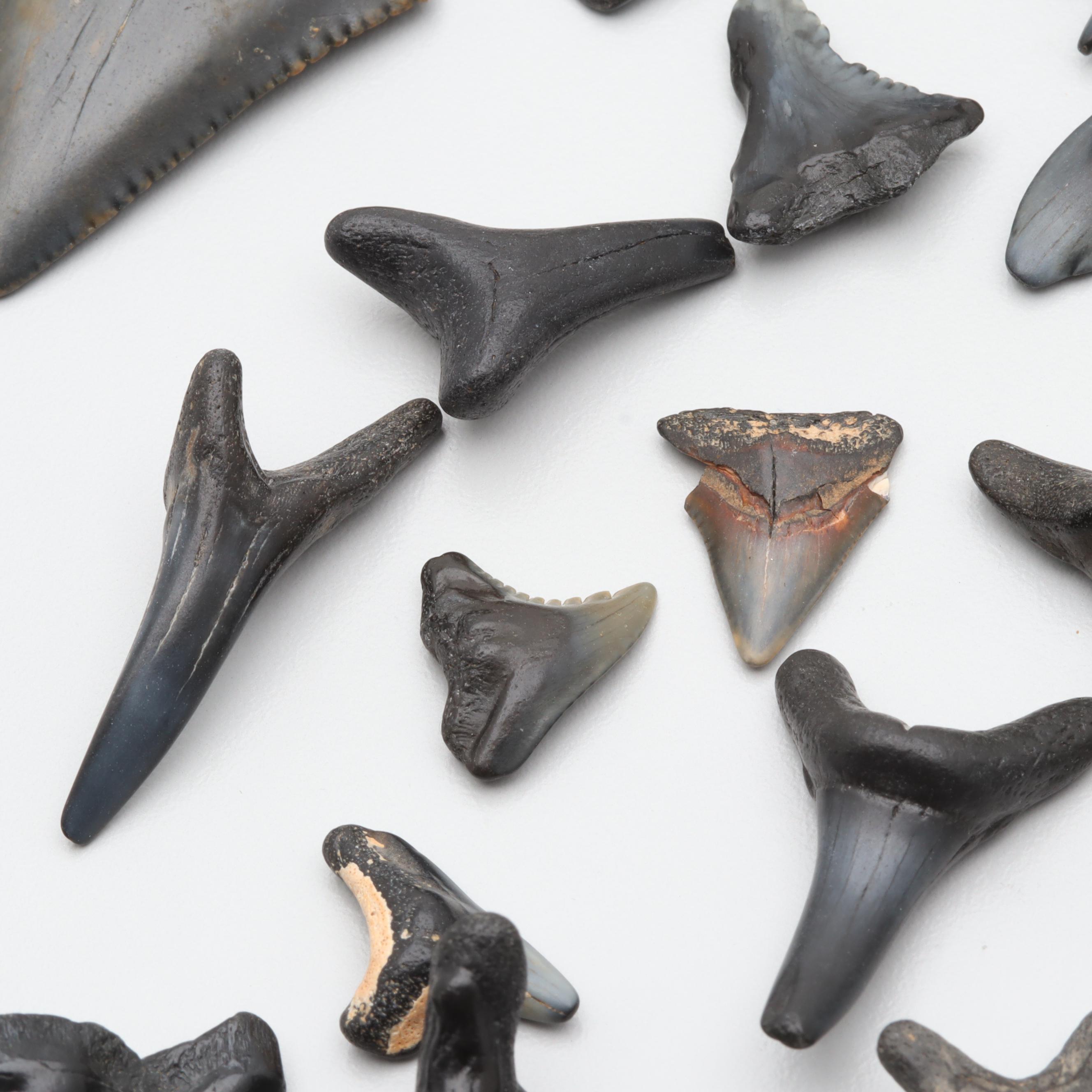 Loose Fossil Tooth and 402.52 CTW Shark Teeth