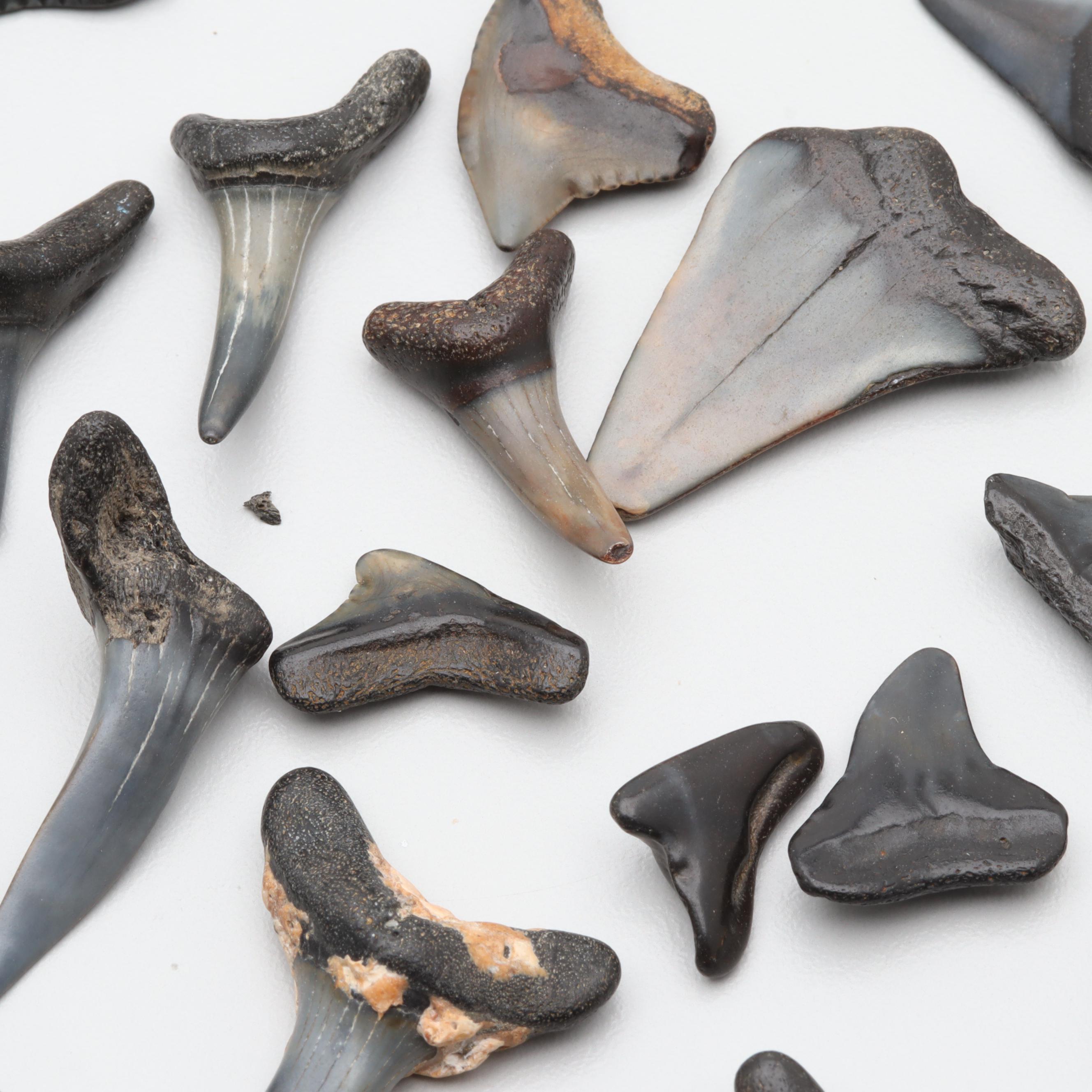 Loose Fossil Tooth and 402.52 CTW Shark Teeth