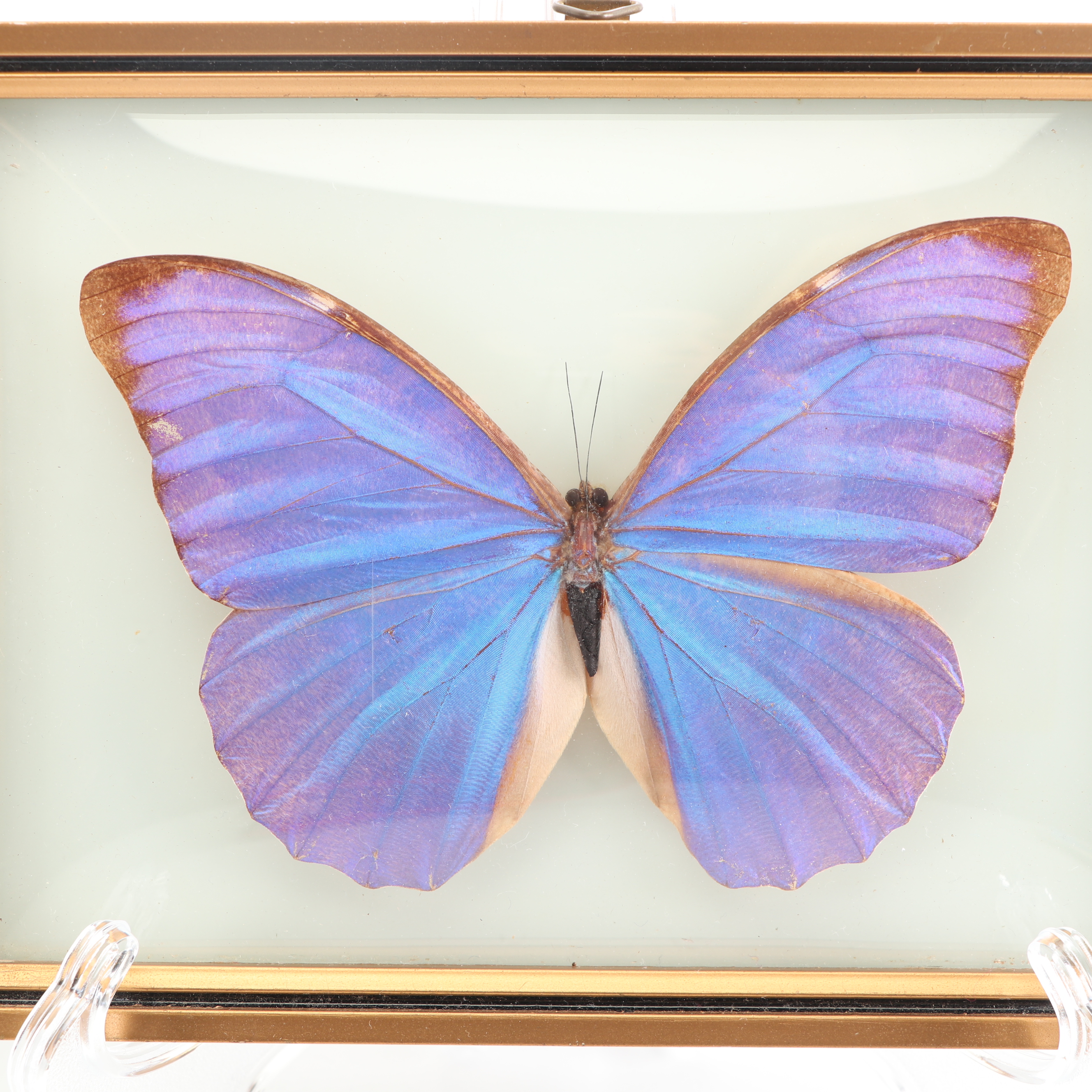 Mounted Morpho Butterfly Specimens