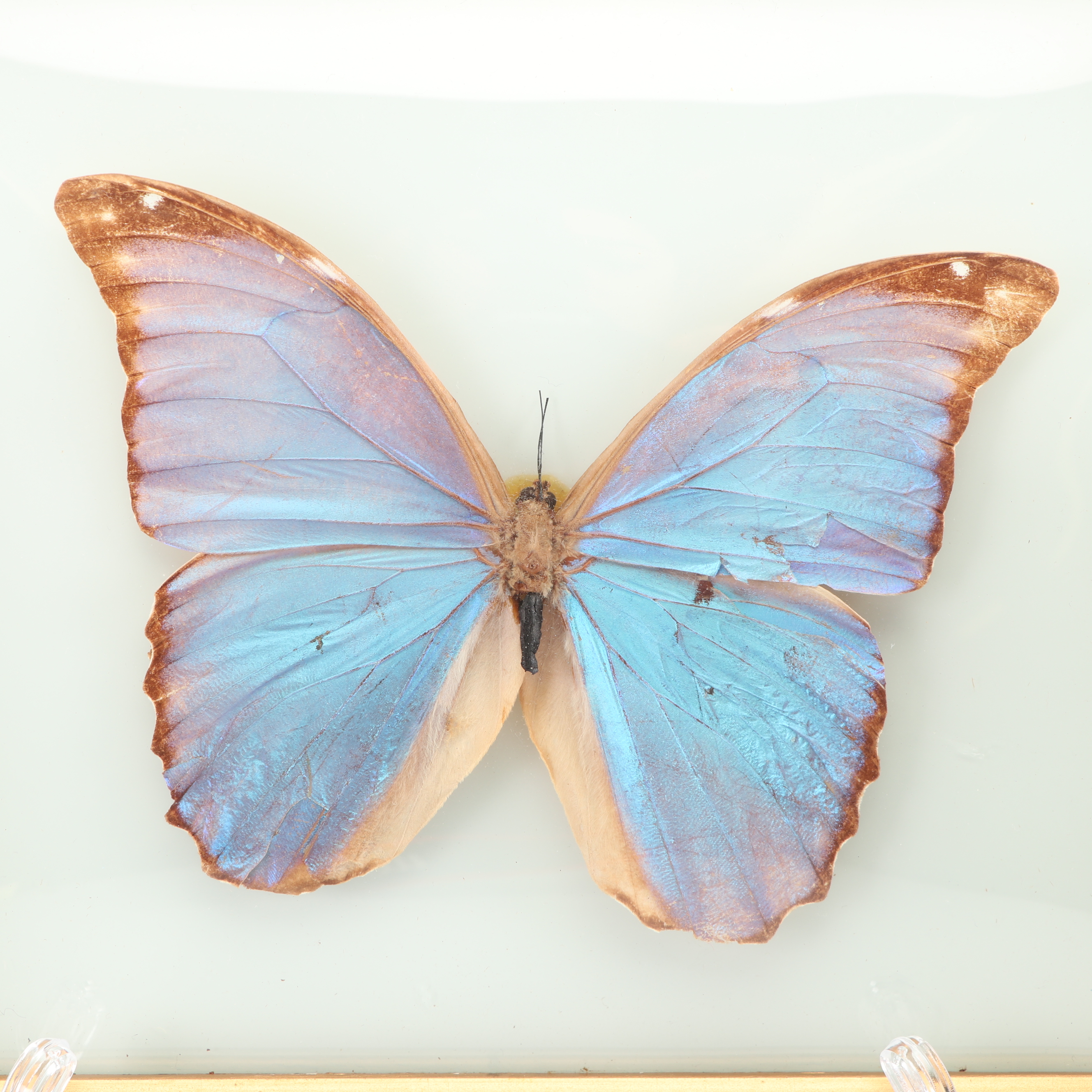 Mounted Morpho Butterfly Specimens
