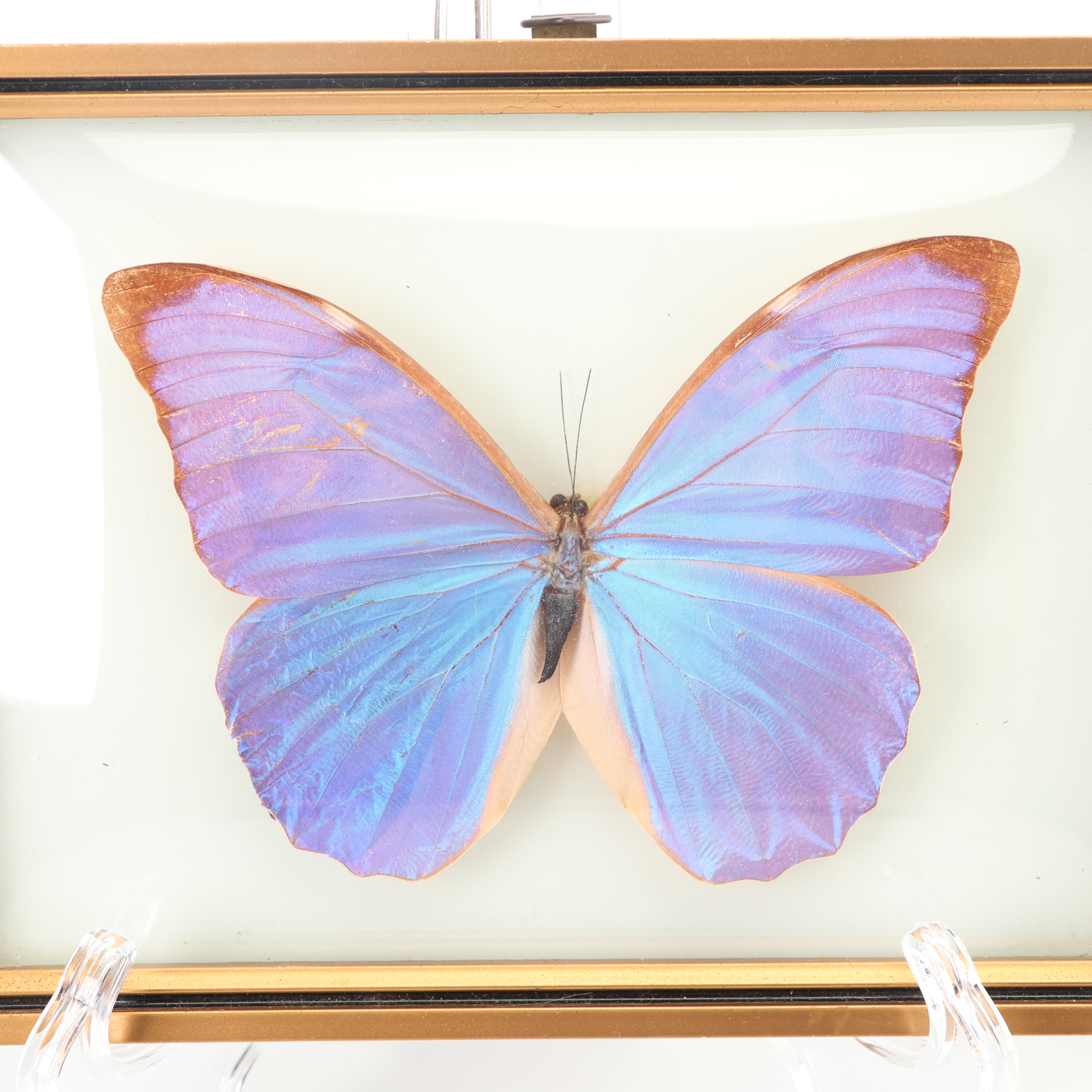 Mounted Morpho Butterfly Specimens