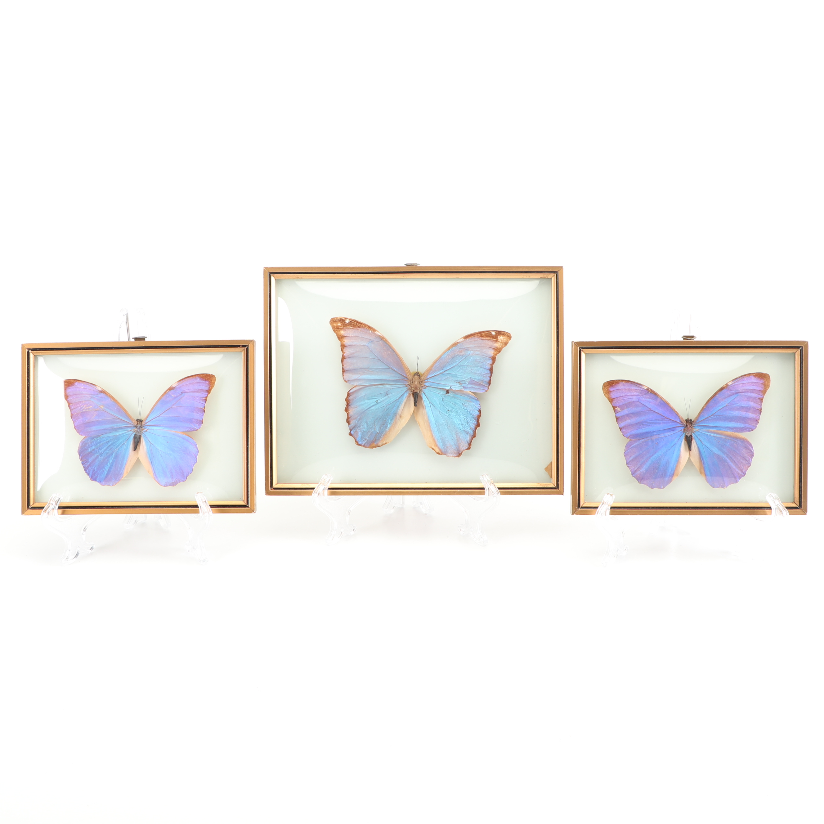 Mounted Morpho Butterfly Specimens