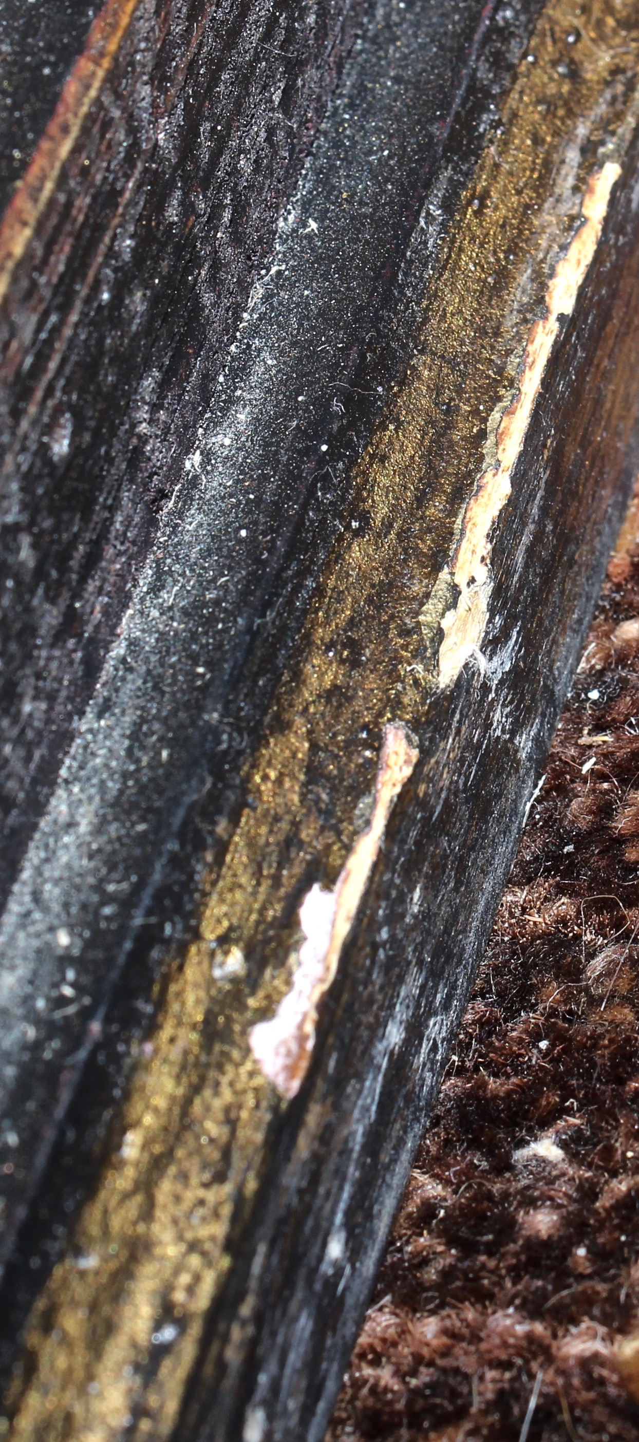 Habersham "Knightsbridge" Dining Table and Chairs