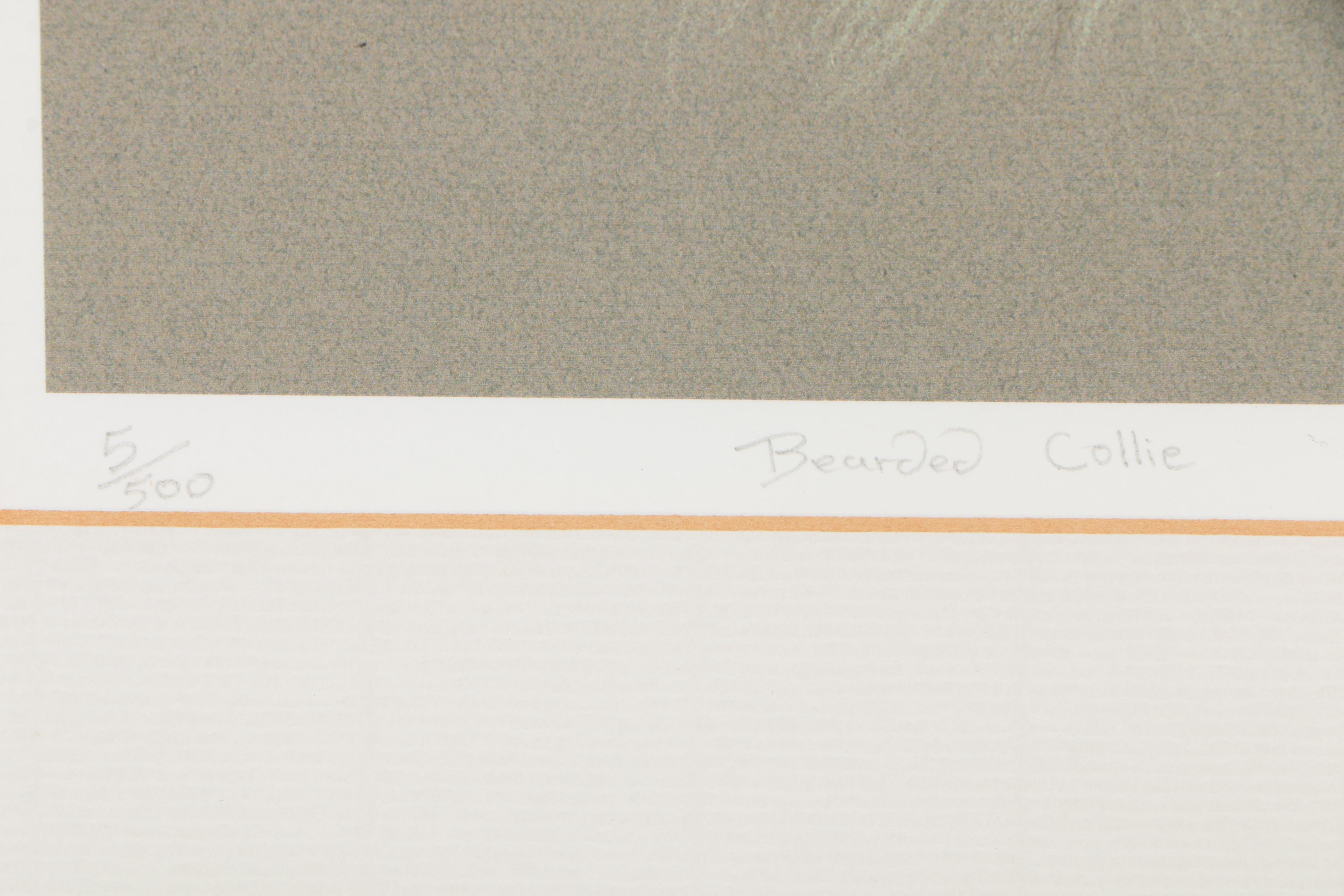 Tansy Rice Caley Giclée "Bearded Collie"