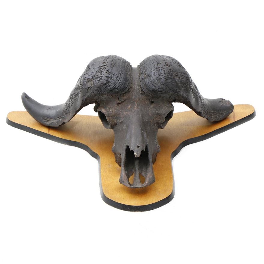 African Cape Buffalo Bronzed Mounted Taxidermy