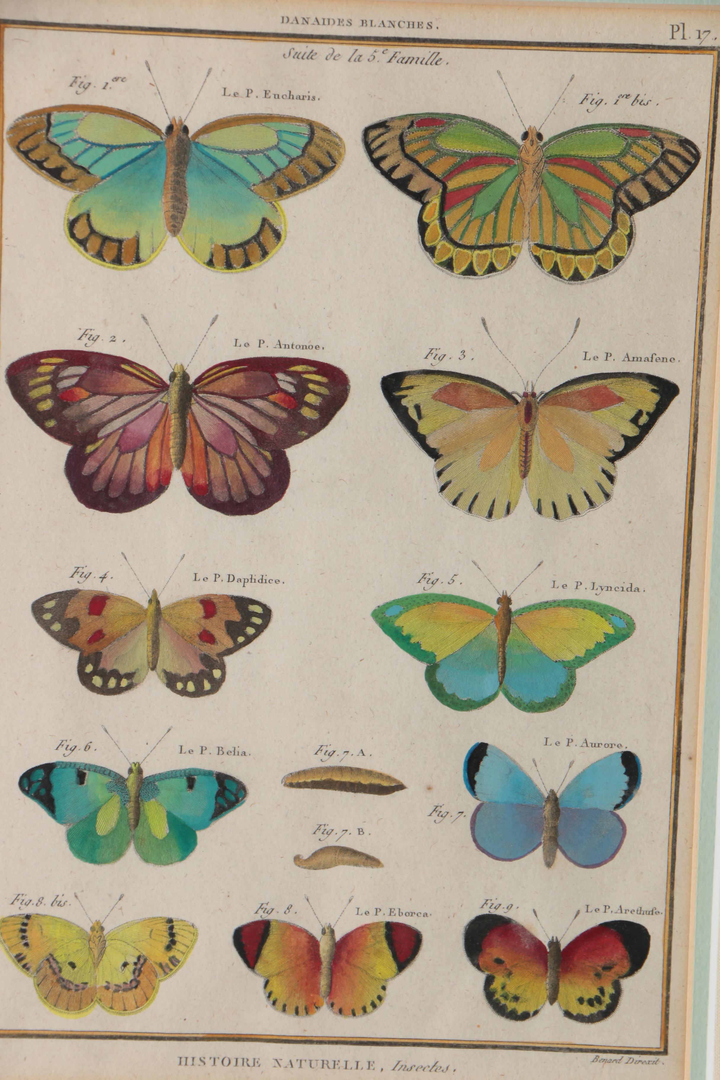 Robert Bénard Hand-Colored Engravings "Histoire Naturelle, Insects"