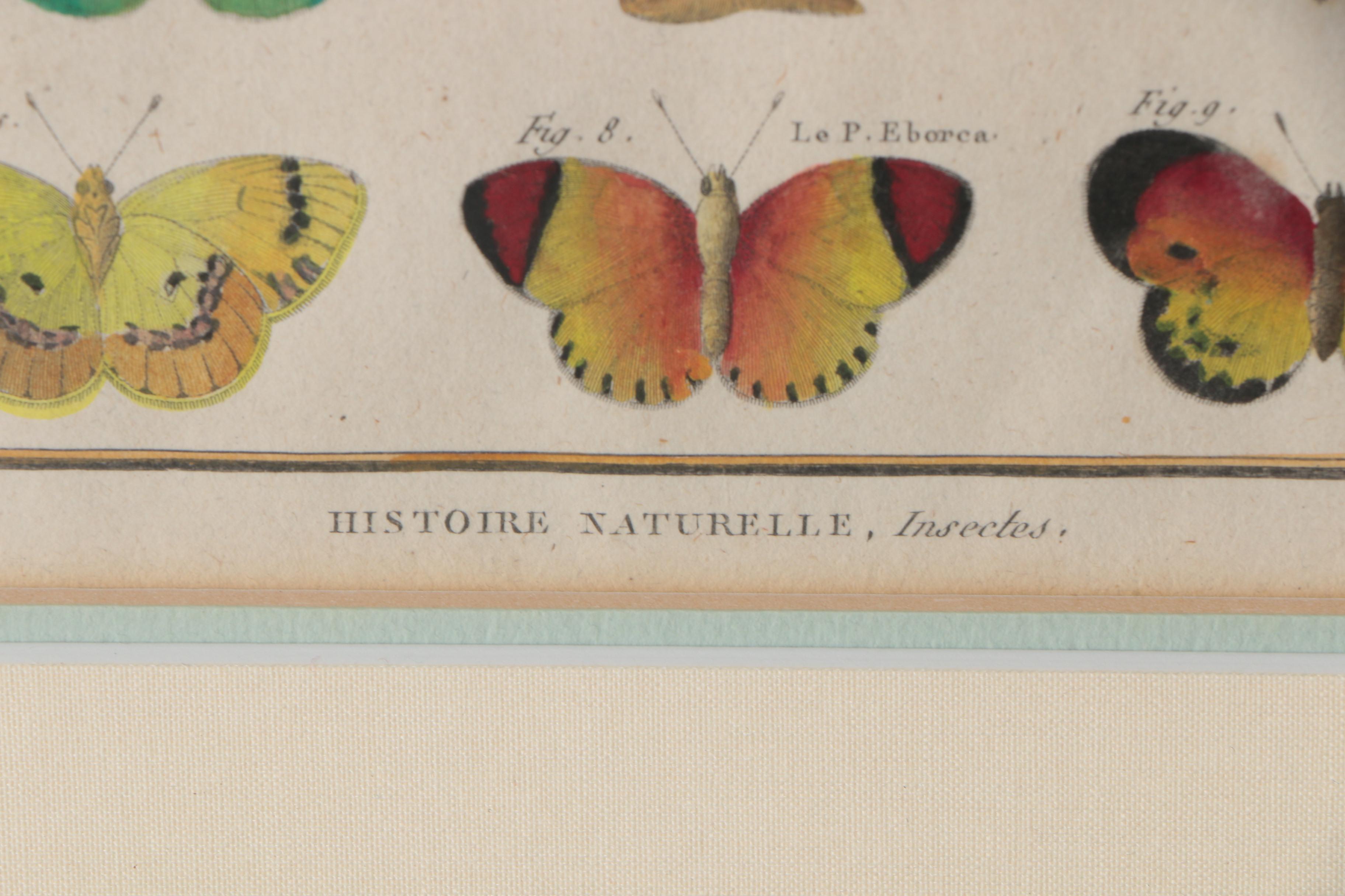 Robert Bénard Hand-Colored Engravings "Histoire Naturelle, Insects"