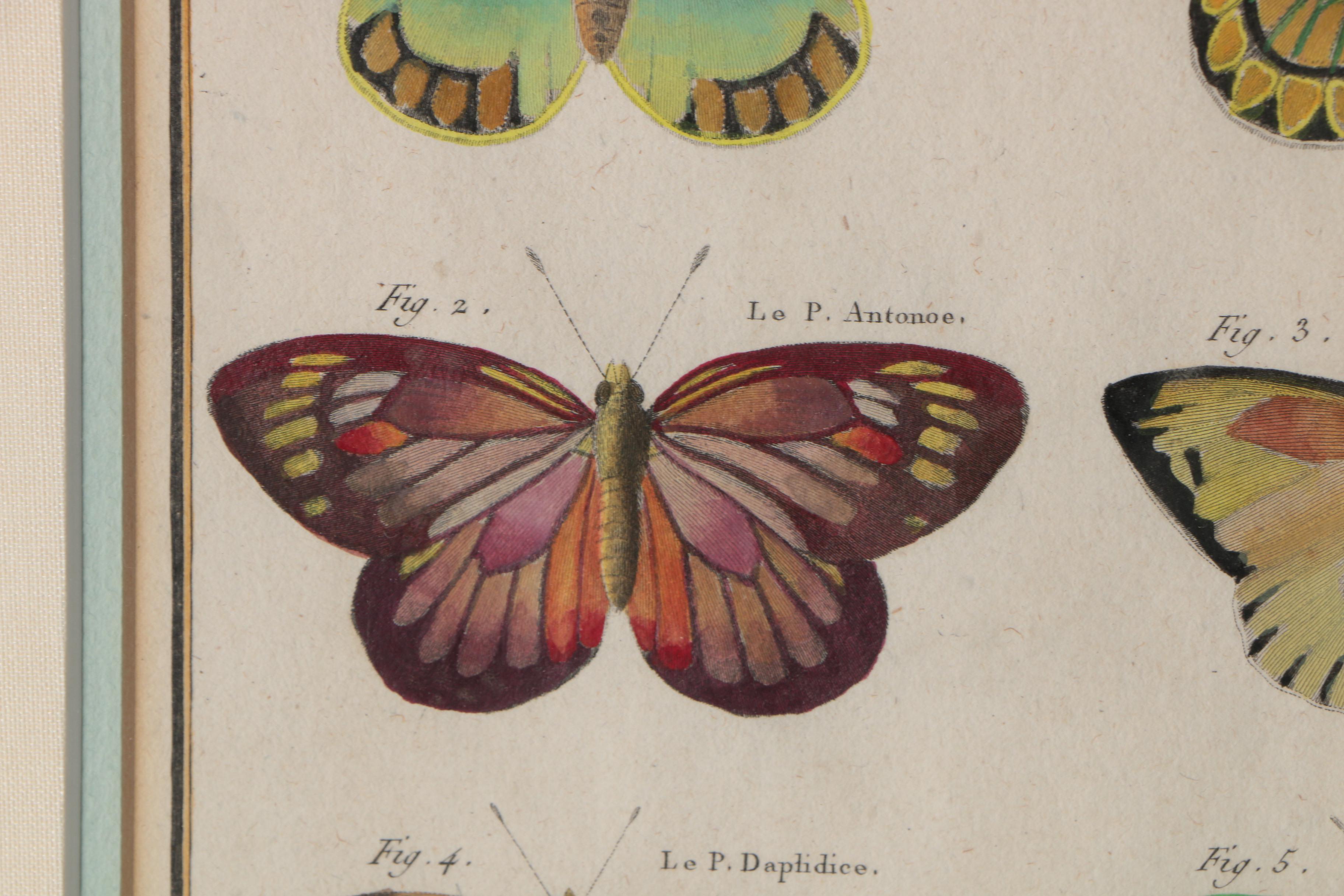 Robert Bénard Hand-Colored Engravings "Histoire Naturelle, Insects"