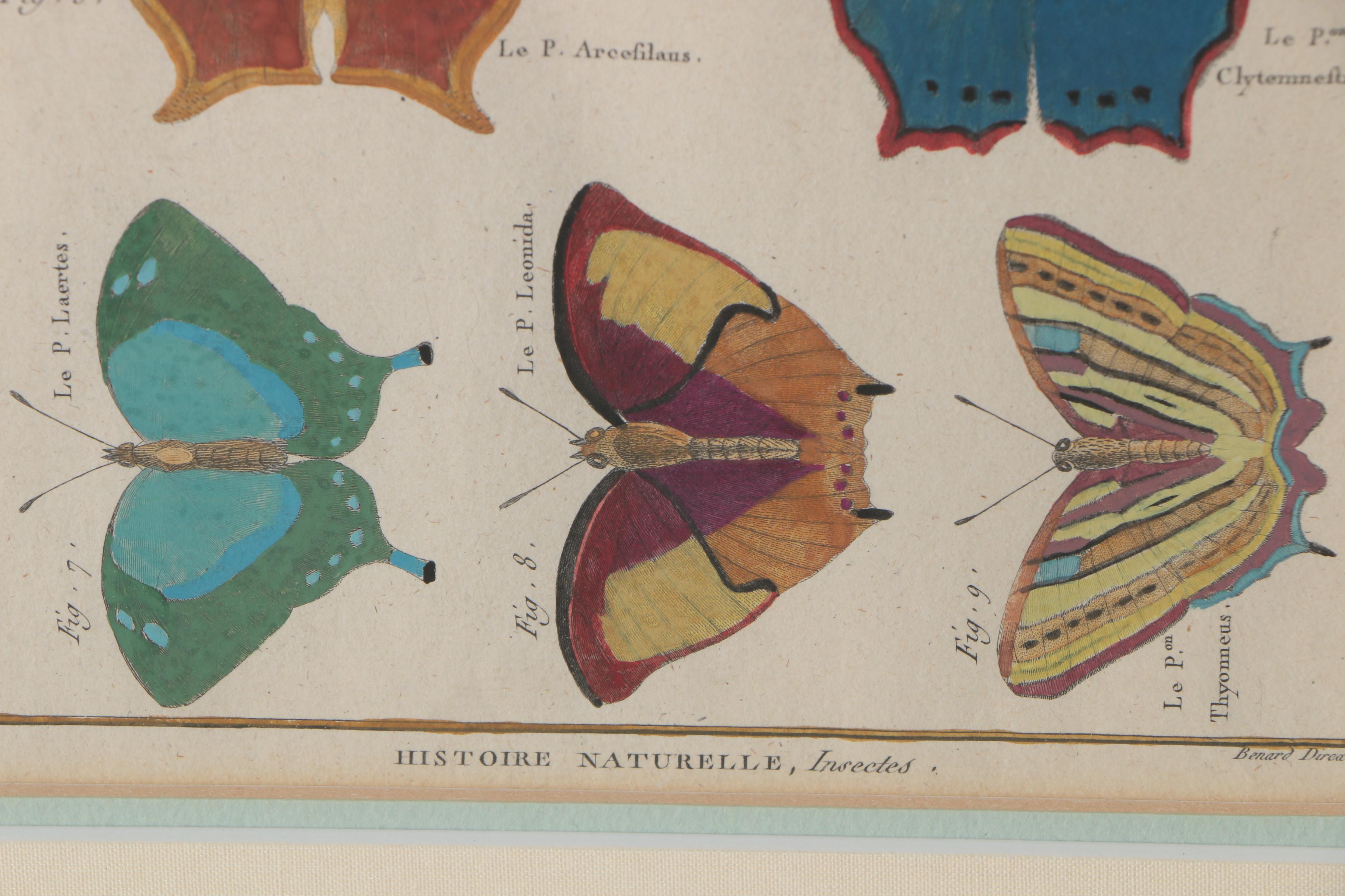 Robert Bénard Hand-Colored Engravings "Histoire Naturelle, Insects"