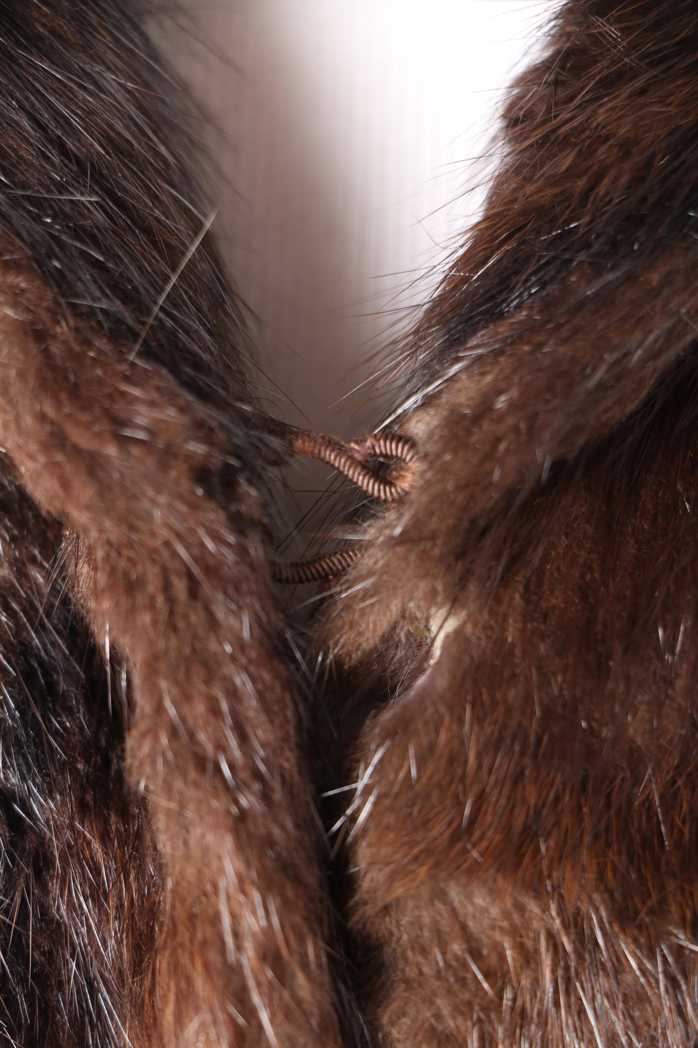 Women's Vintage The Hecht Co. Dyed Muskrat Fur Cape