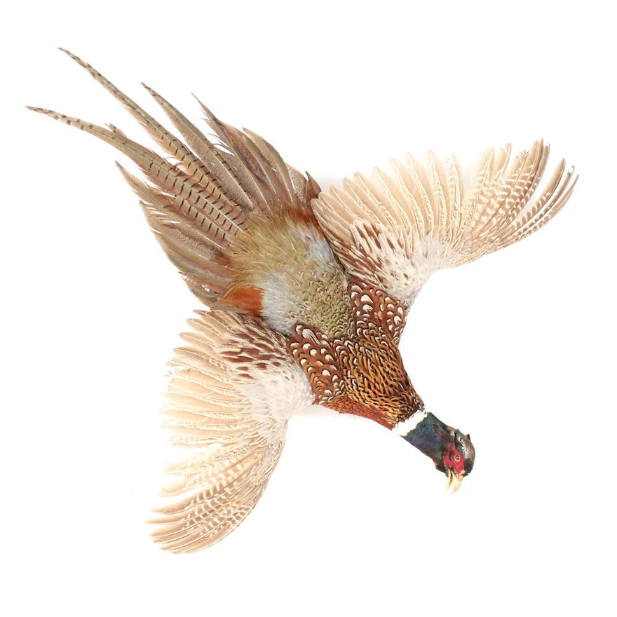 Taxidermied Ring-Necked Pheasant