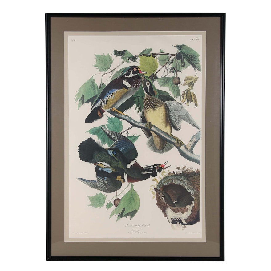 Offset Lithograph after Robert Havell Jr. "Summer or Wood Duck"