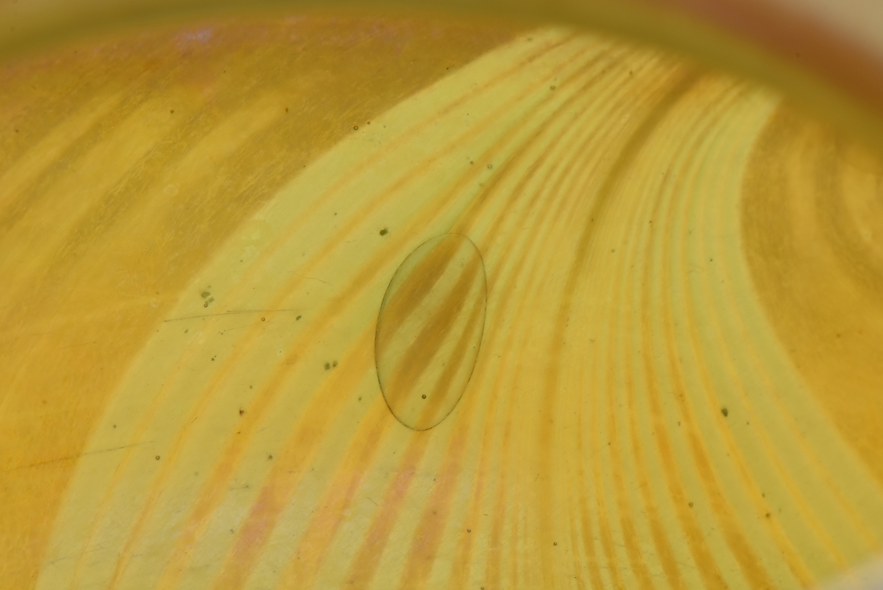 Tiffany Studios Favrile Glass Vase with Pulled Decoration