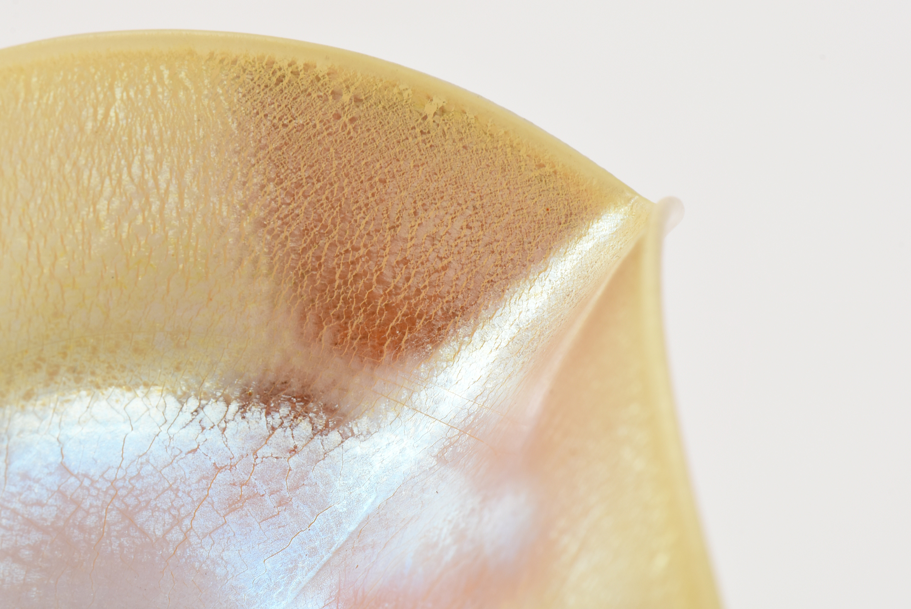 Tiffany Studios Decorated Favrile Glass Compote