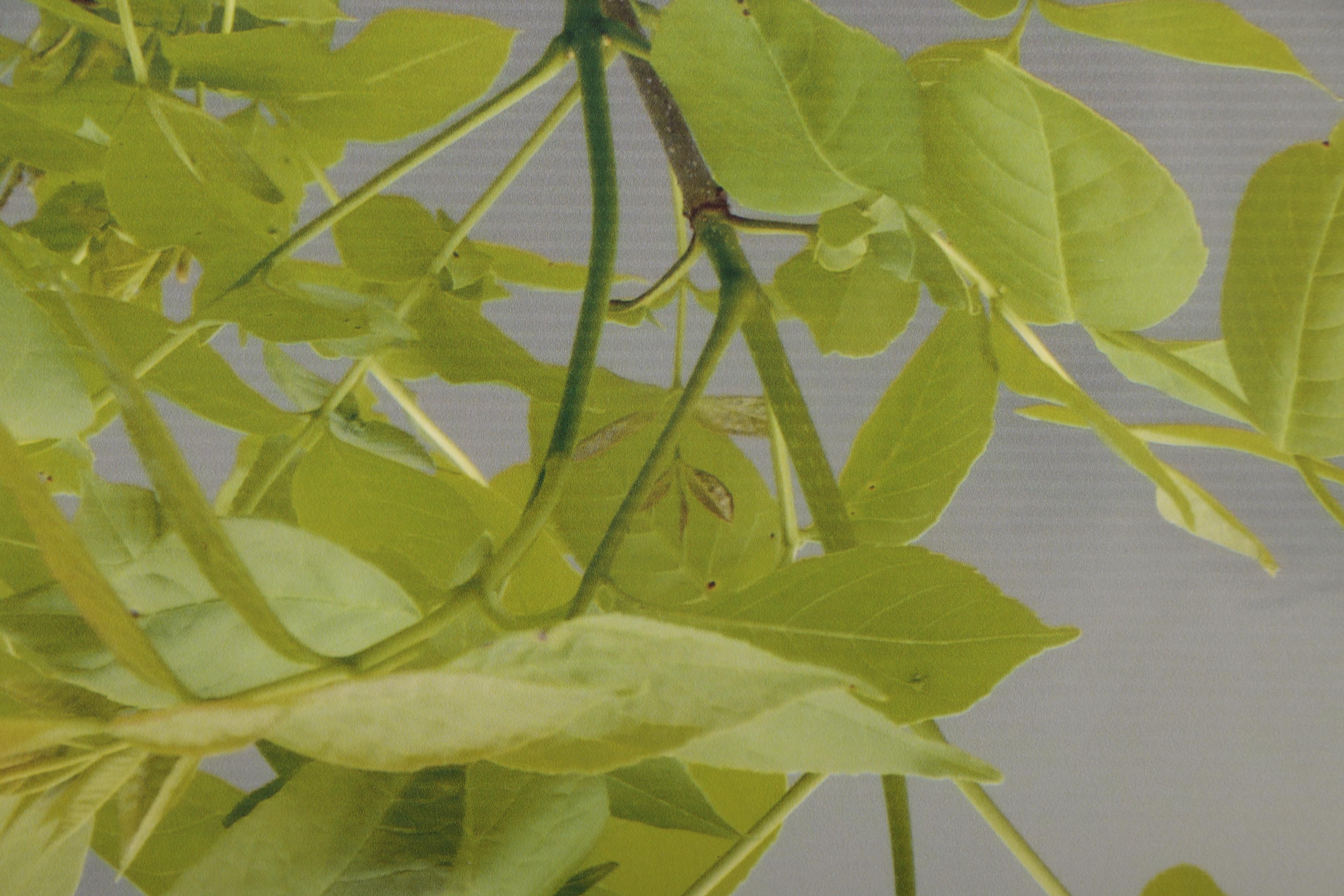 Digital Photograph Prints after Alexander Petkov