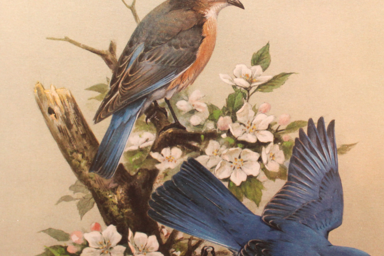 Roger Tory Peterson Print