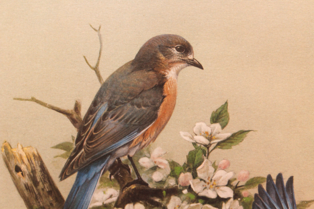 Roger Tory Peterson Print