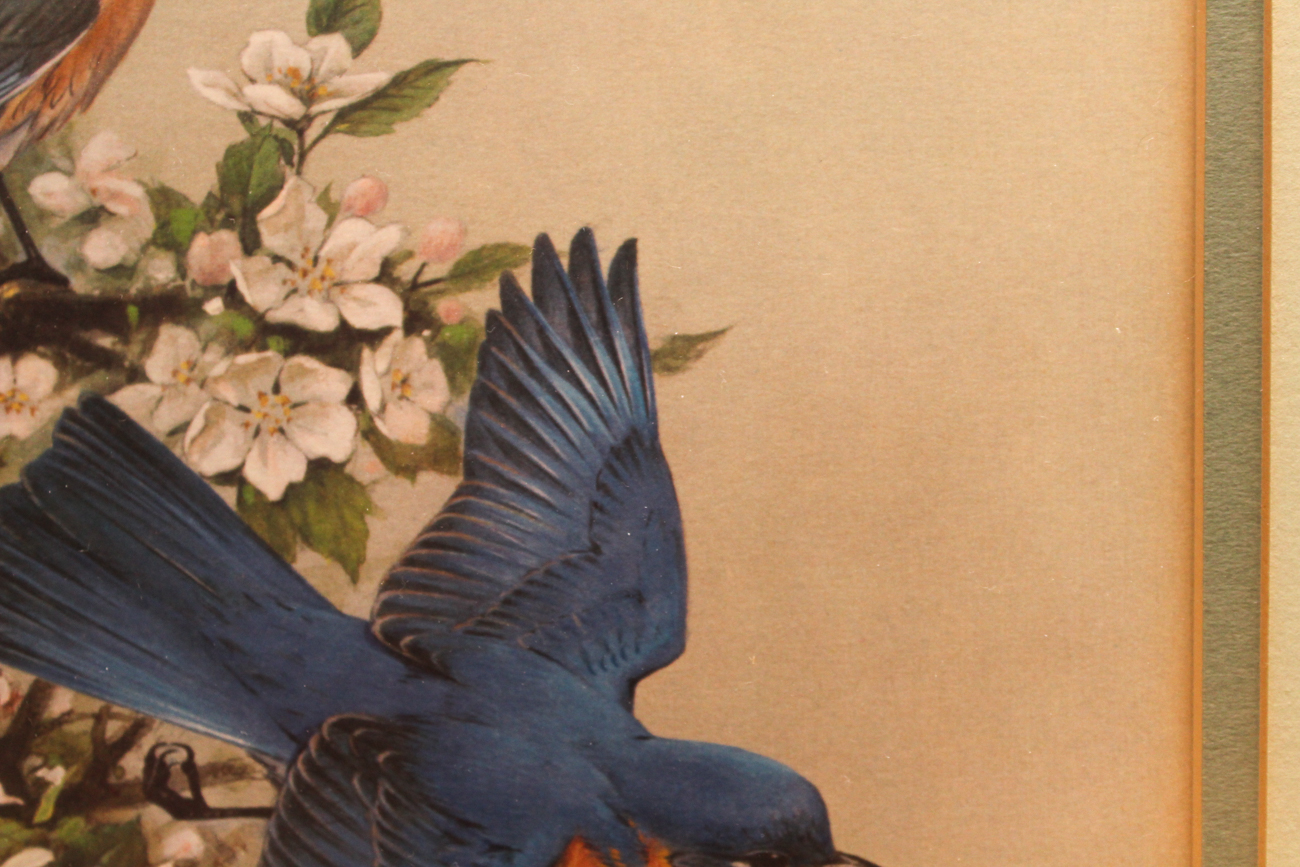 Roger Tory Peterson Print