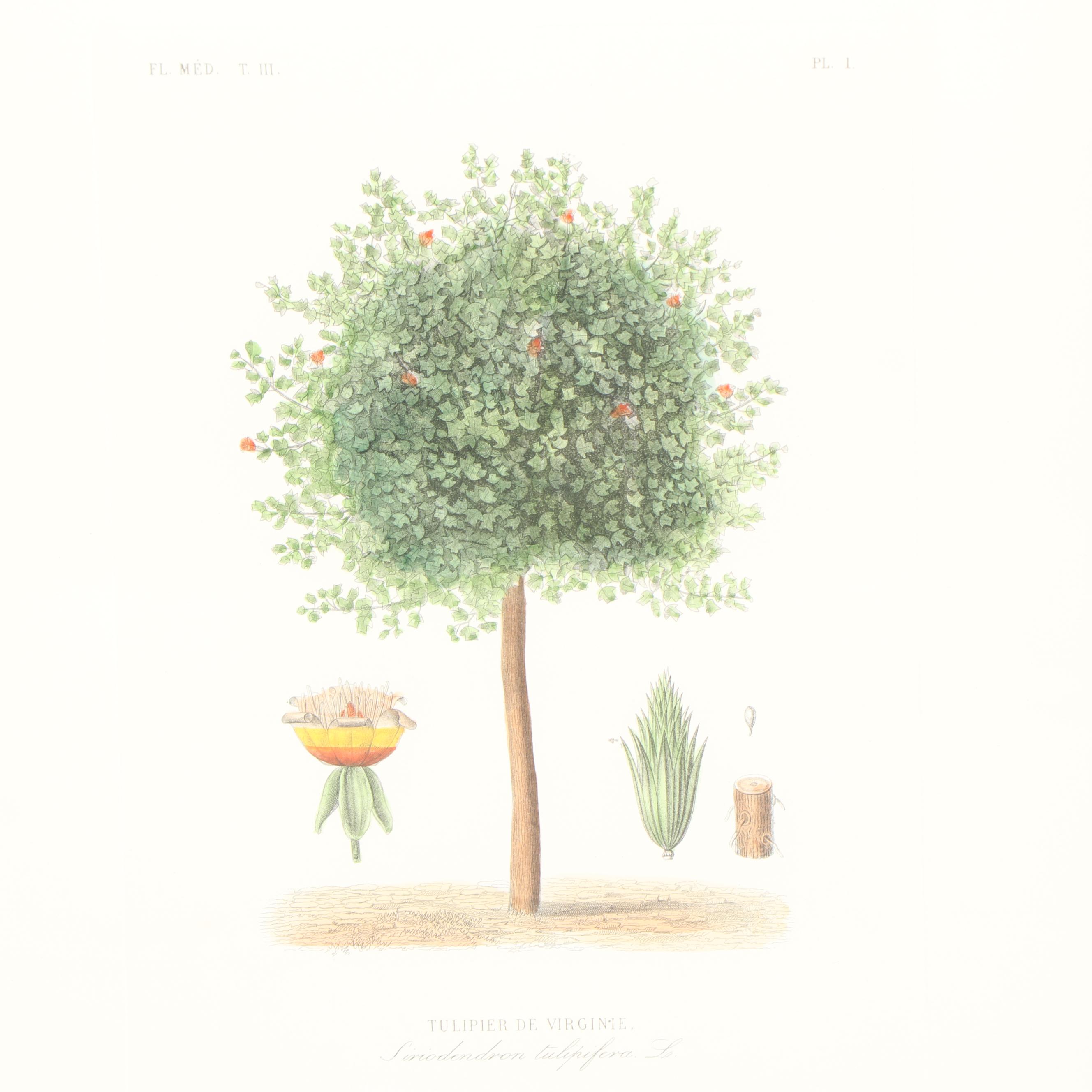 Hand-Colored Engraving "Tulipier De Virginie"