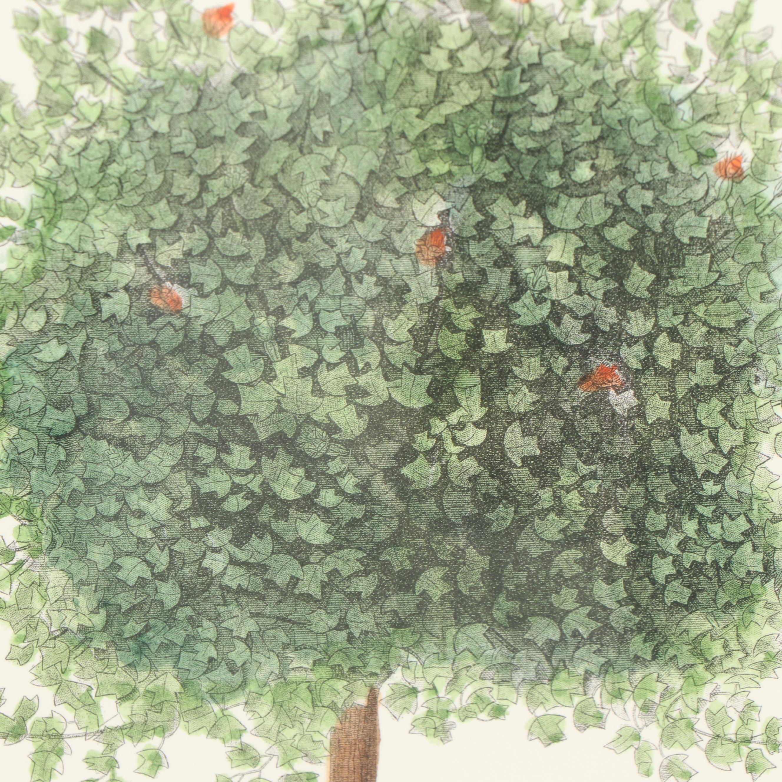 Hand-Colored Engraving "Tulipier De Virginie"