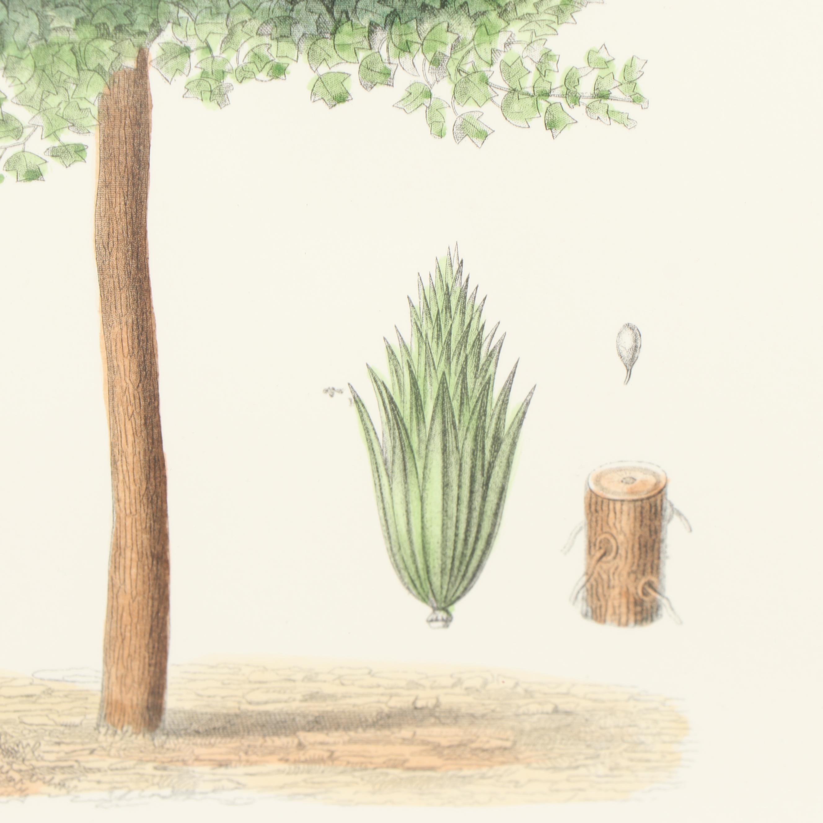 Hand-Colored Engraving "Tulipier De Virginie"