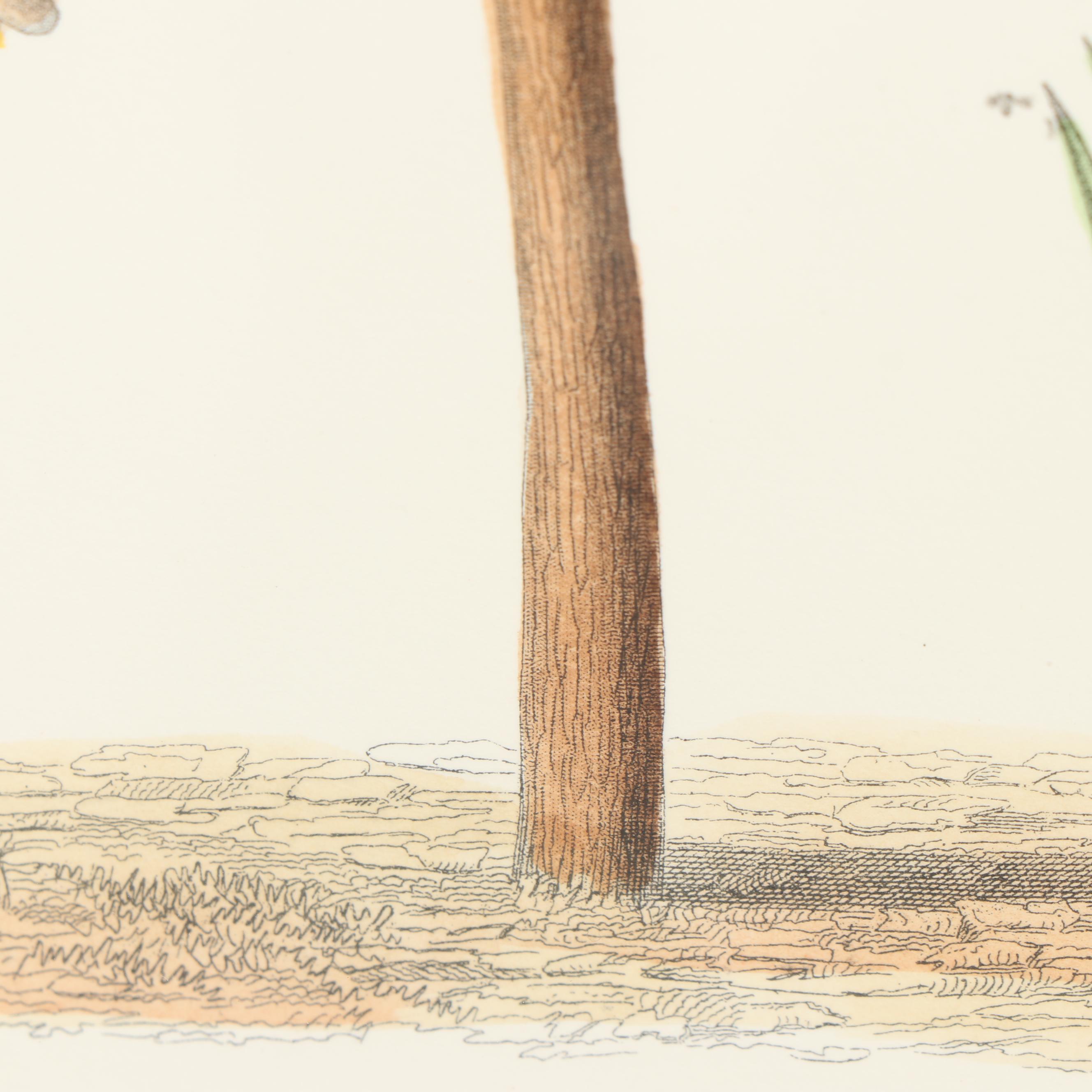 Hand-Colored Engraving "Tulipier De Virginie"