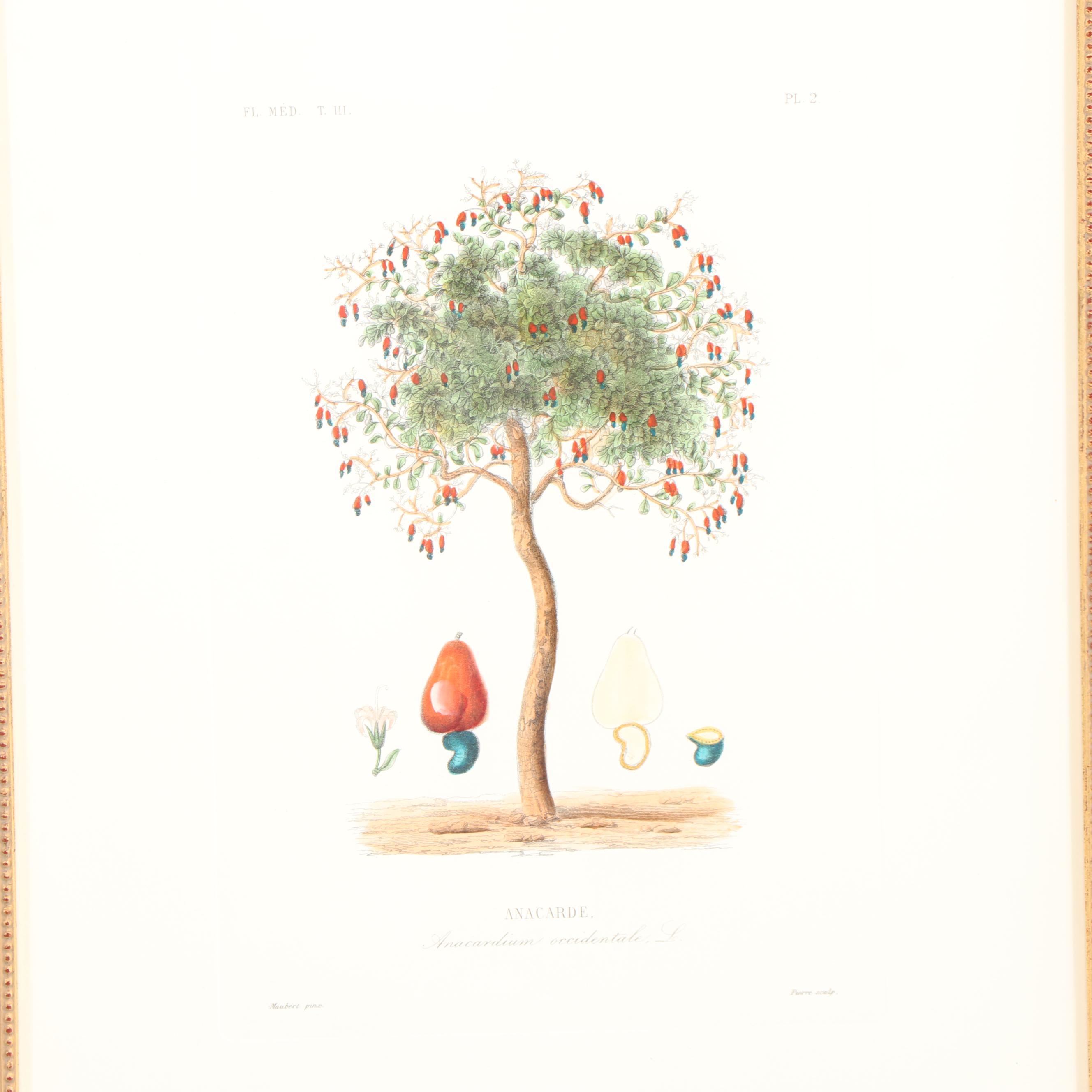 Hand-Colored Engraving "Anacarde"