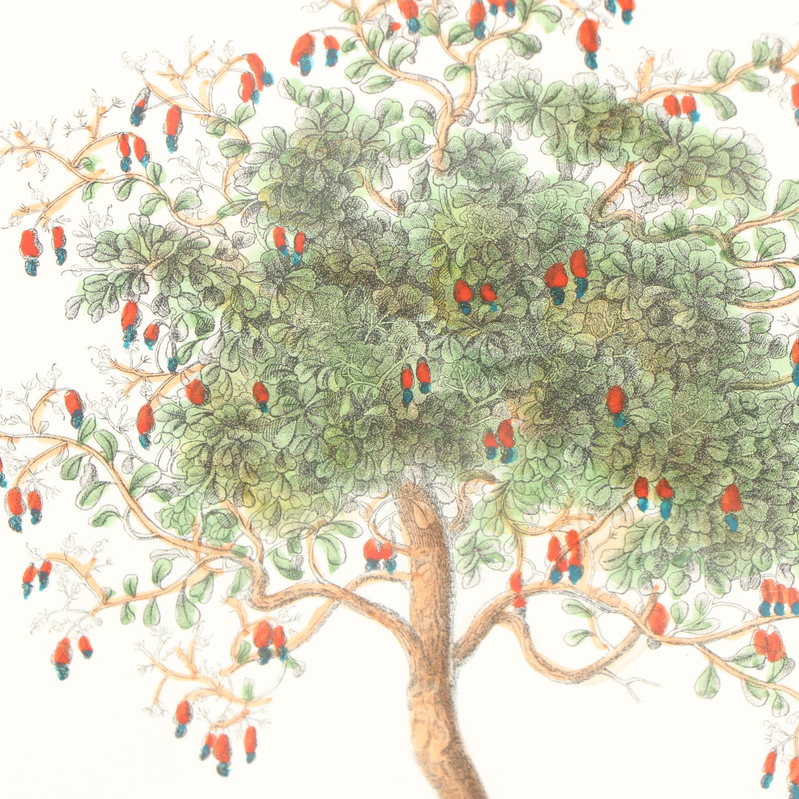 Hand-Colored Engraving "Anacarde"
