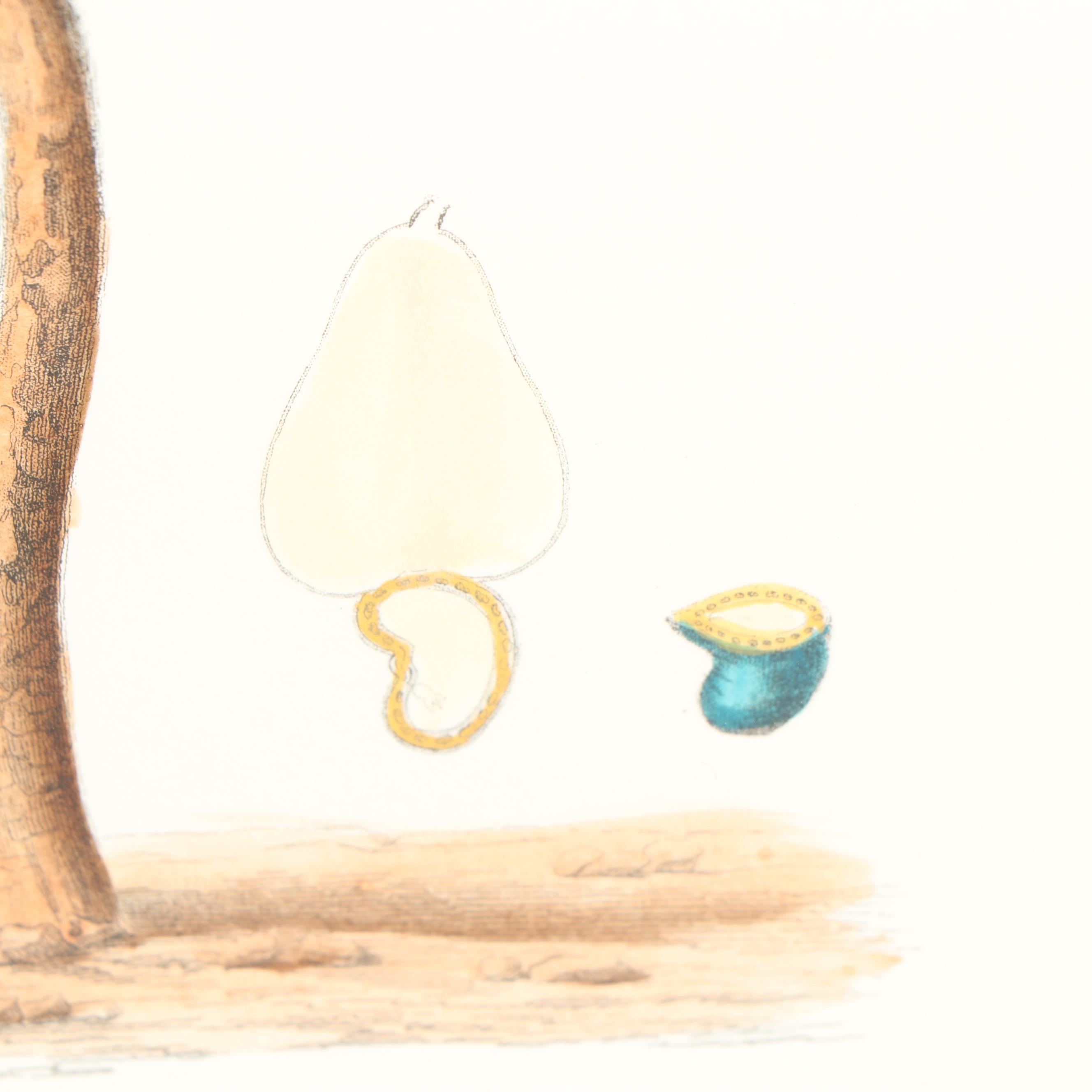 Hand-Colored Engraving "Anacarde"