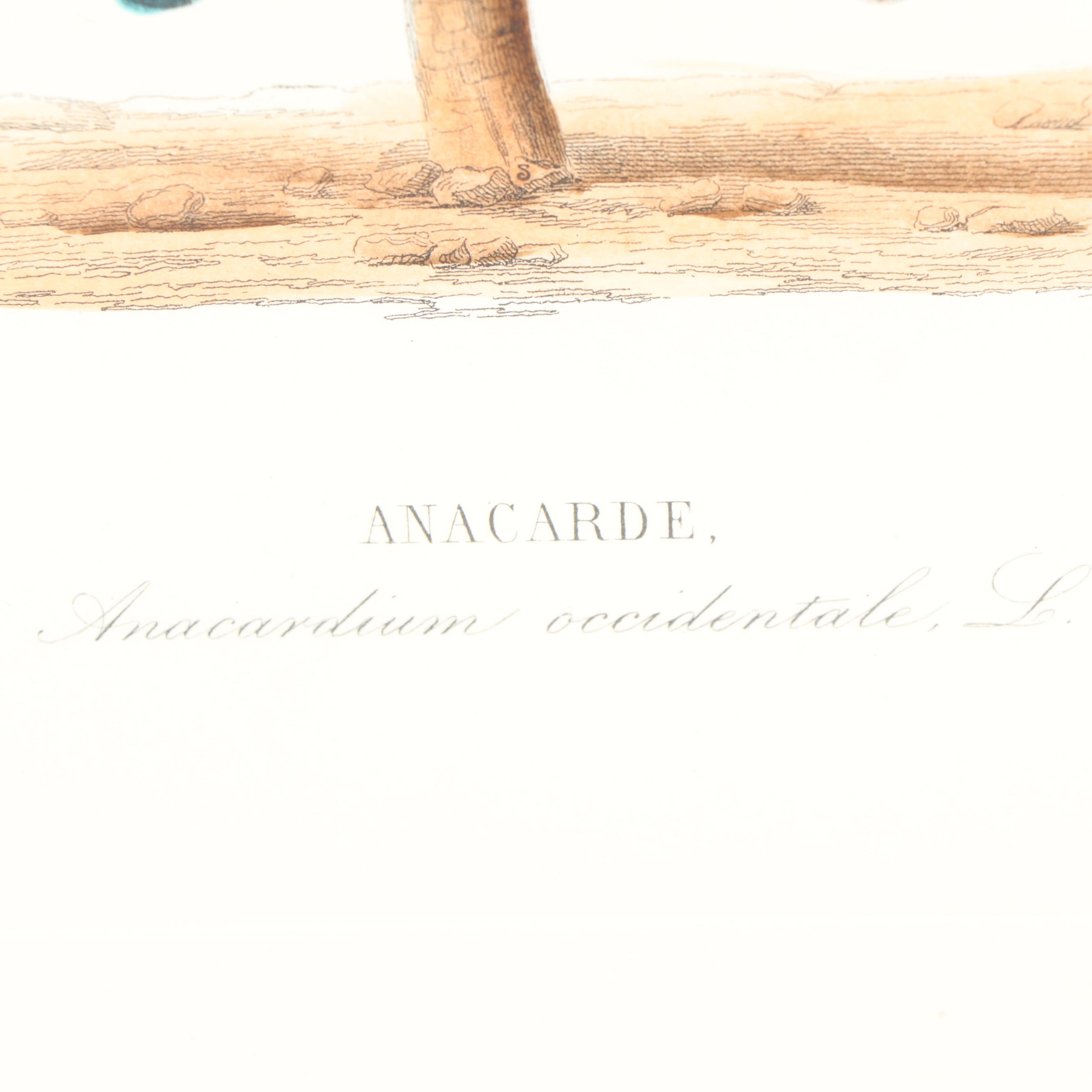 Hand-Colored Engraving "Anacarde"