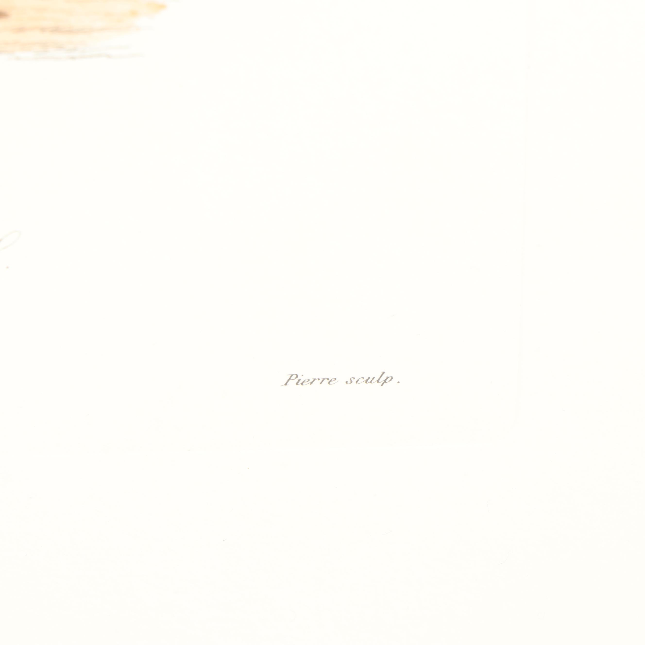 Hand-Colored Engraving "Anacarde"