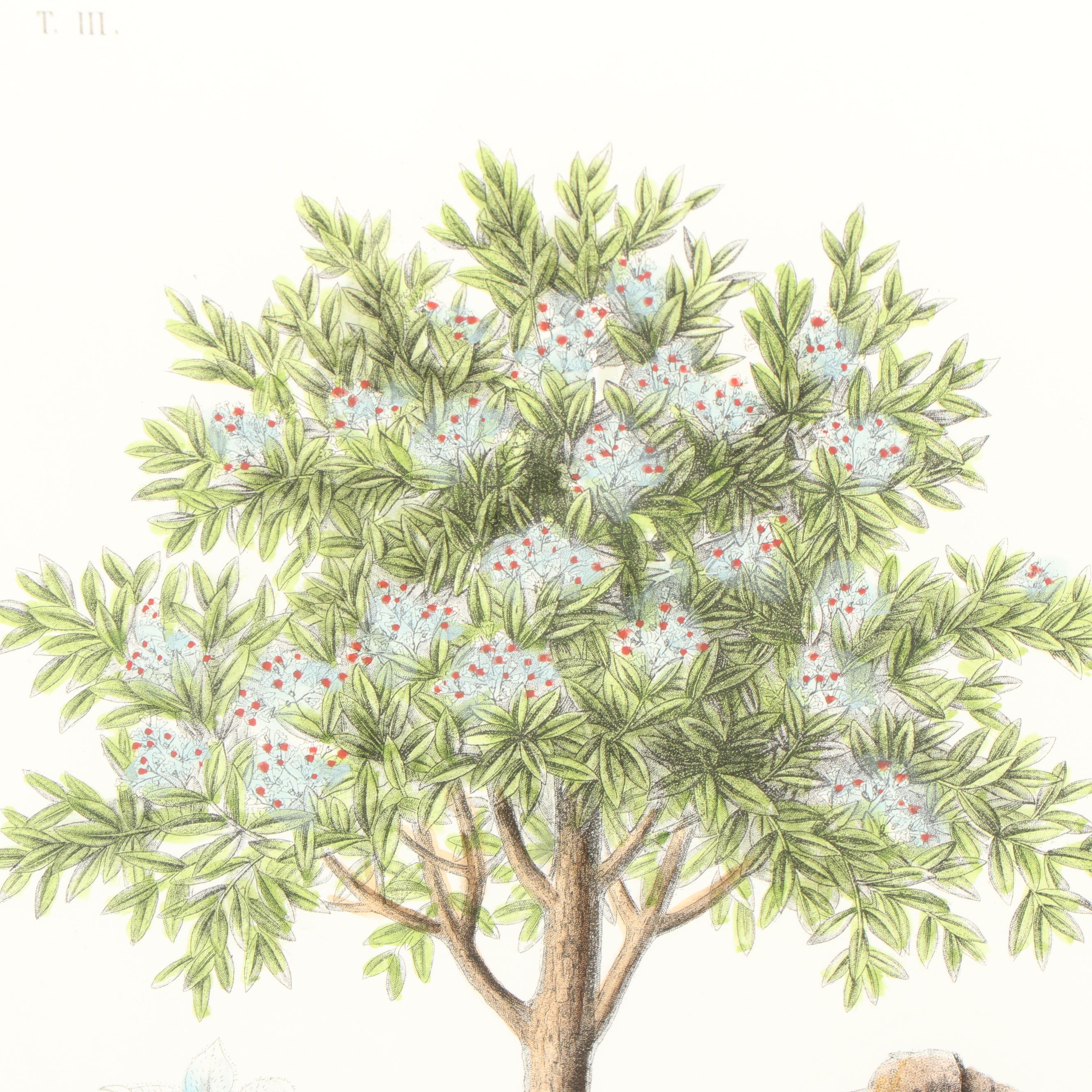 Hand Colored Botanical Etching "Quinquina Rouge"