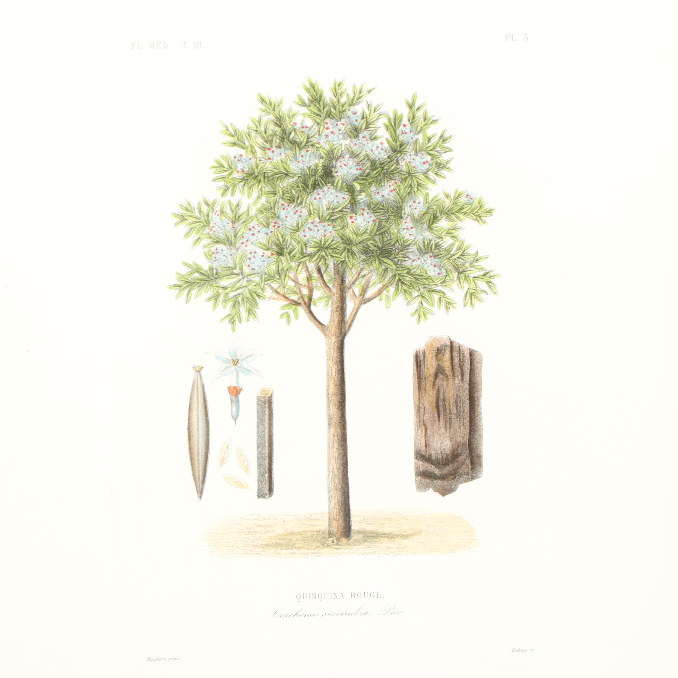 Hand Colored Botanical Etching "Quinquina Rouge"