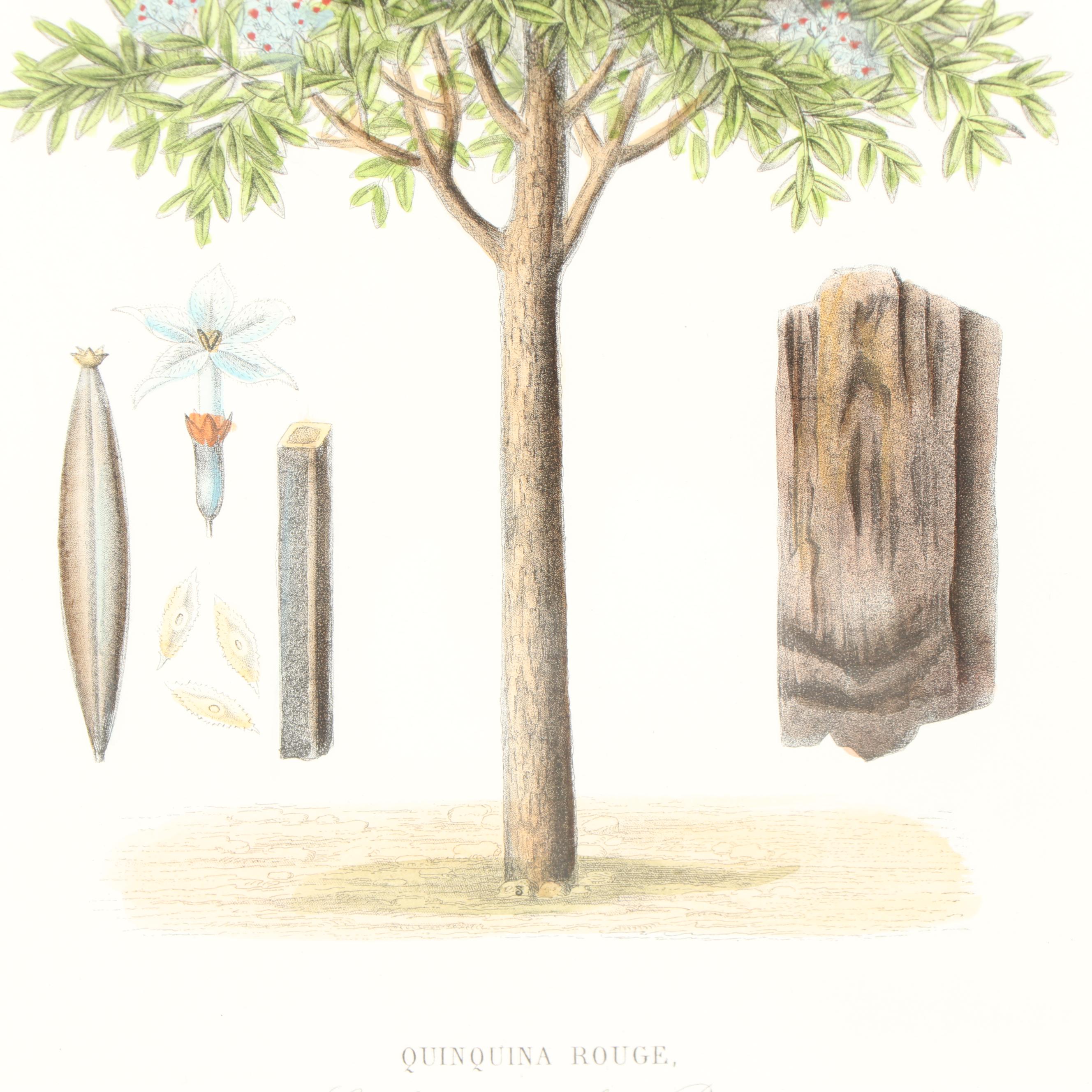 Hand Colored Botanical Etching "Quinquina Rouge"