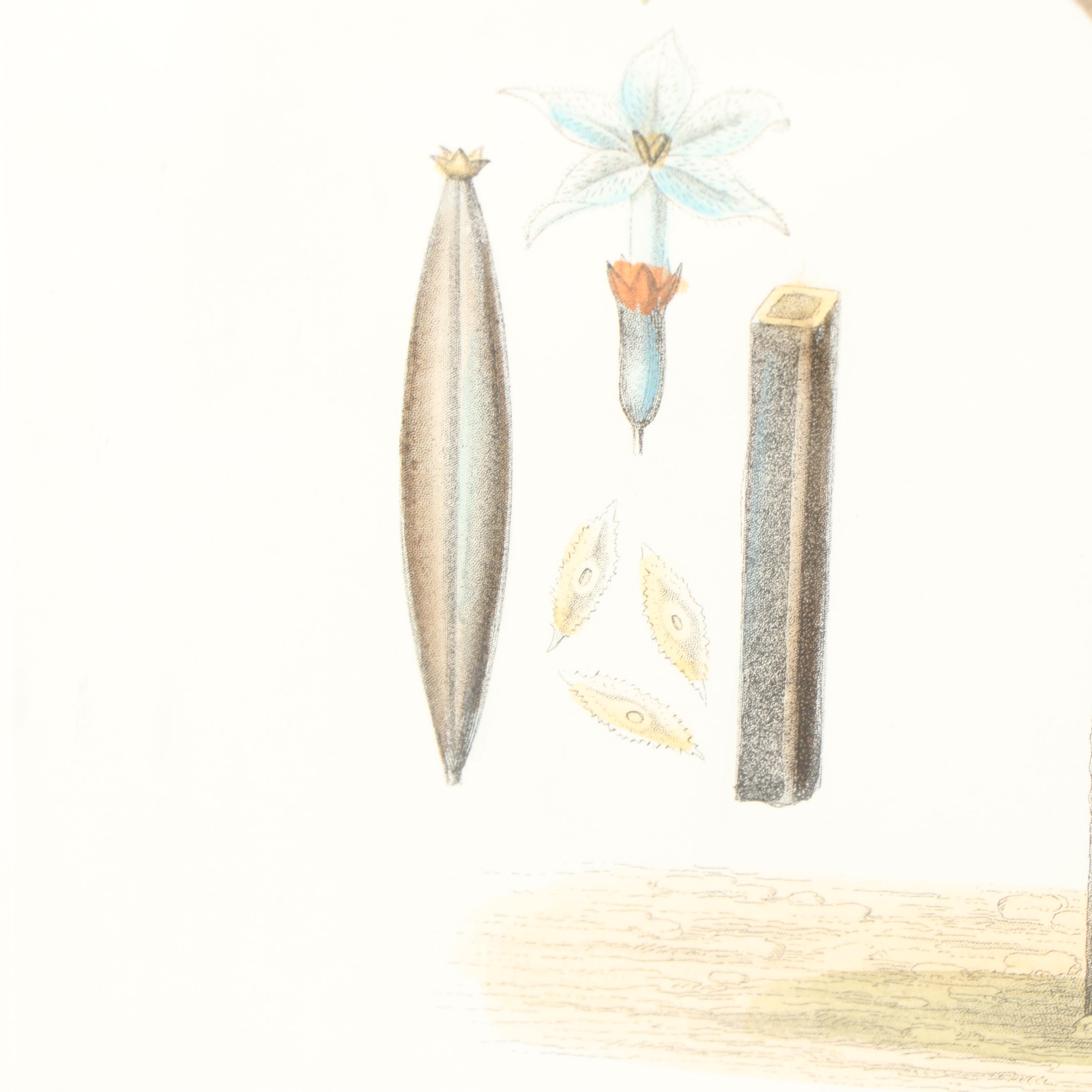 Hand Colored Botanical Etching "Quinquina Rouge"