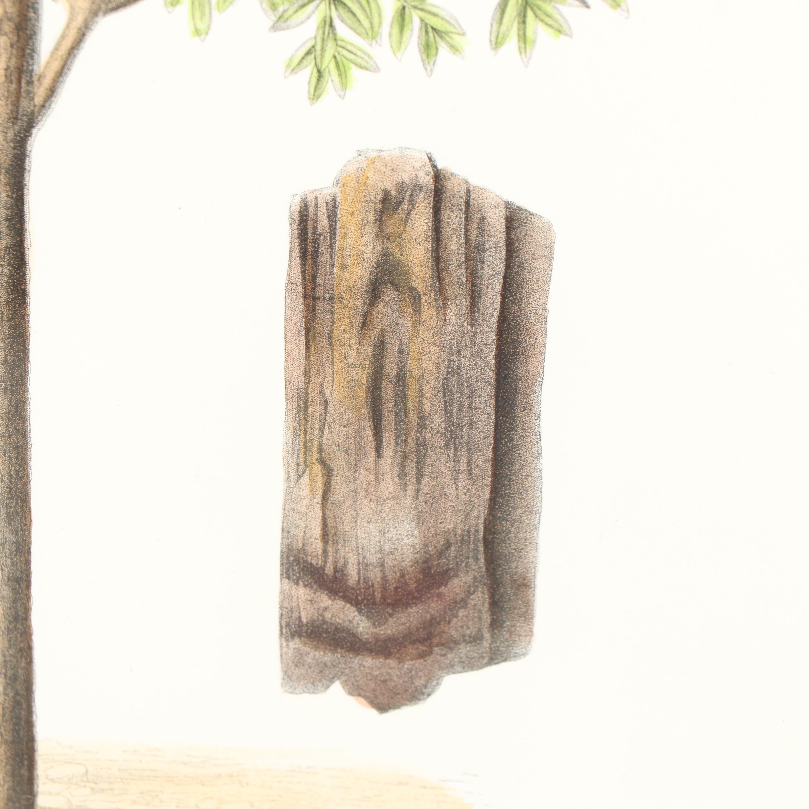 Hand Colored Botanical Etching "Quinquina Rouge"