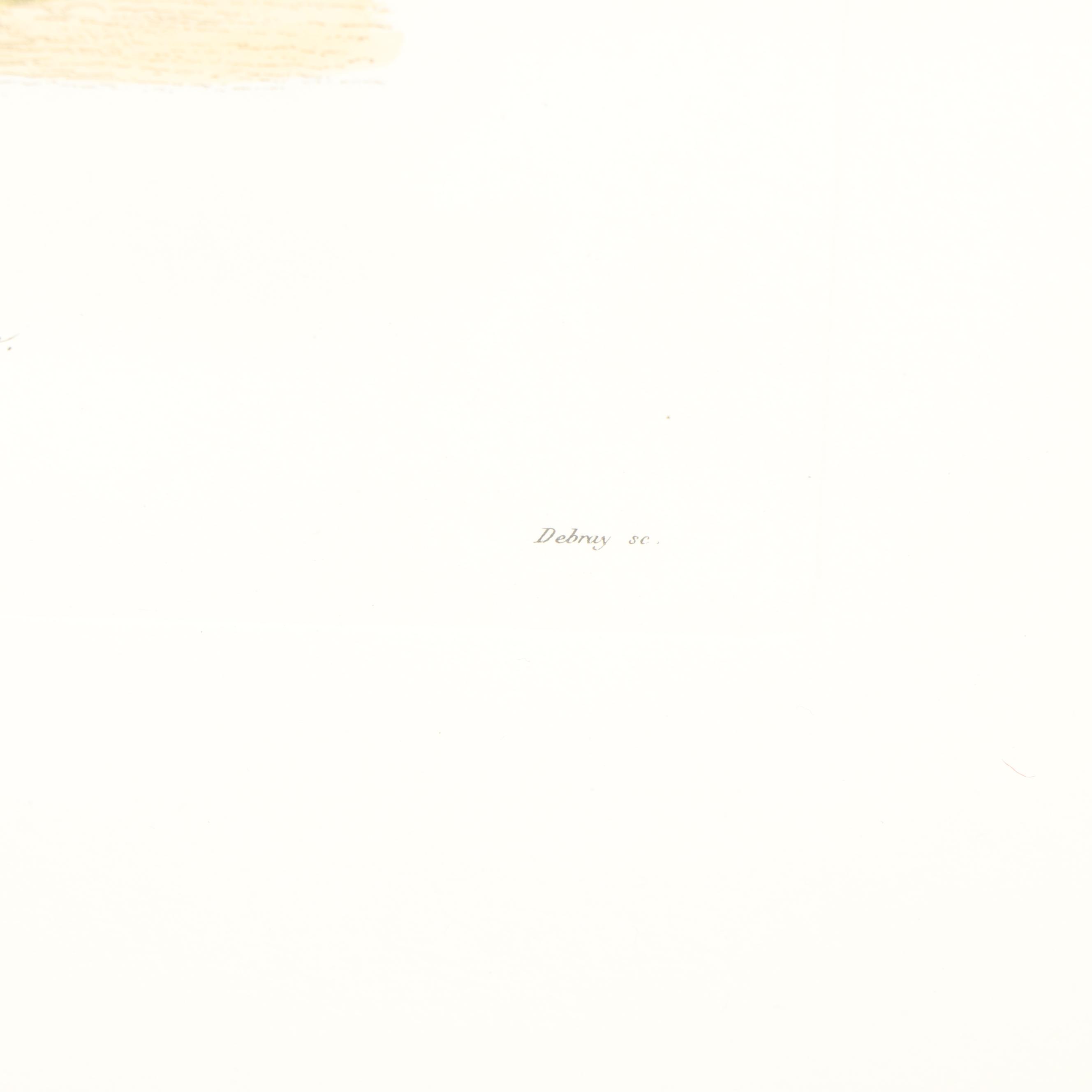 Hand Colored Botanical Etching "Quinquina Rouge"