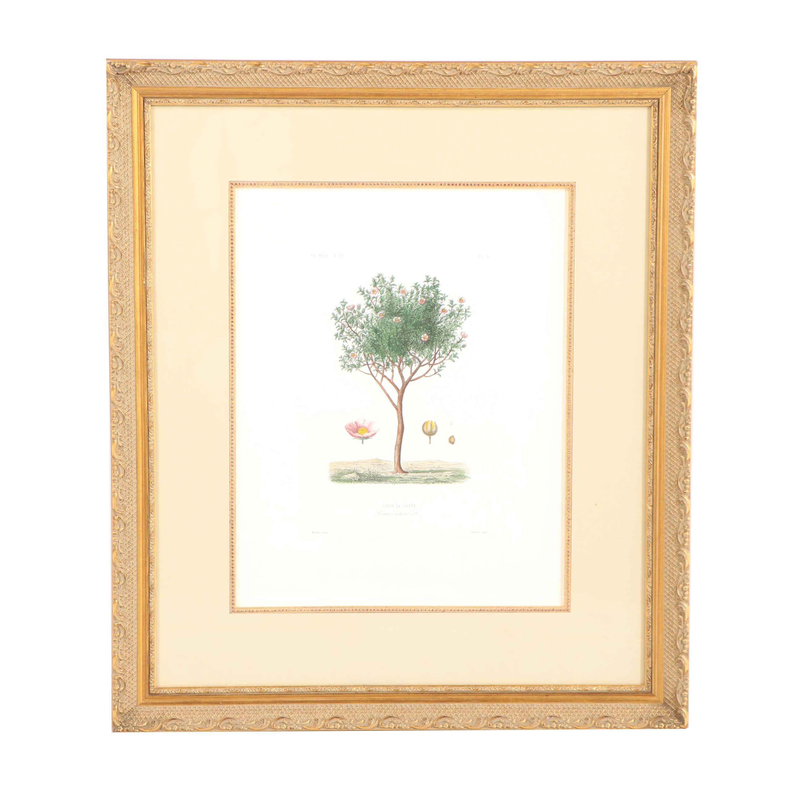 Hand-Colored Etching "Ciste De Crete"