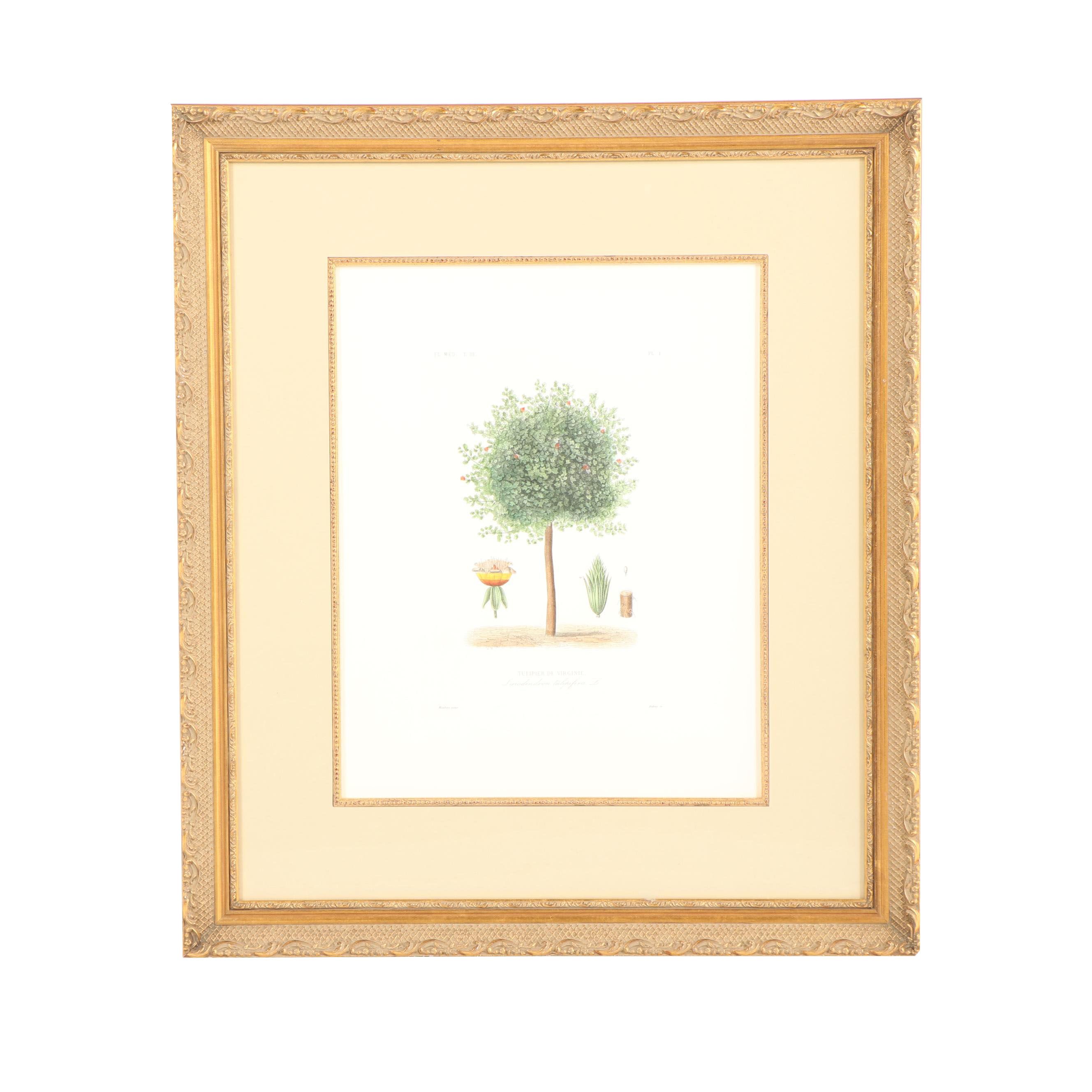 Hand-Colored Engraving "Tulipier De Virginie"