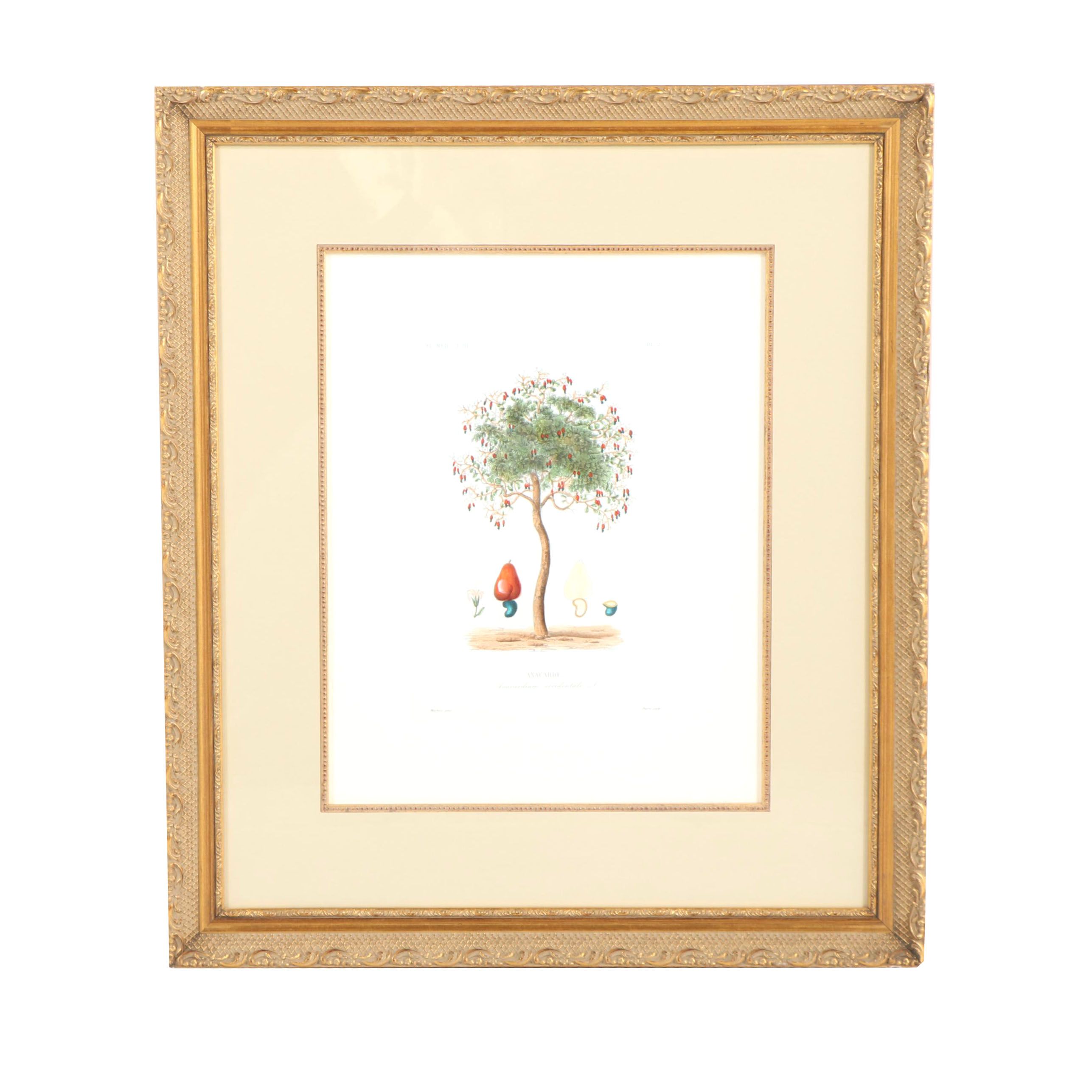 Hand-Colored Engraving "Anacarde"