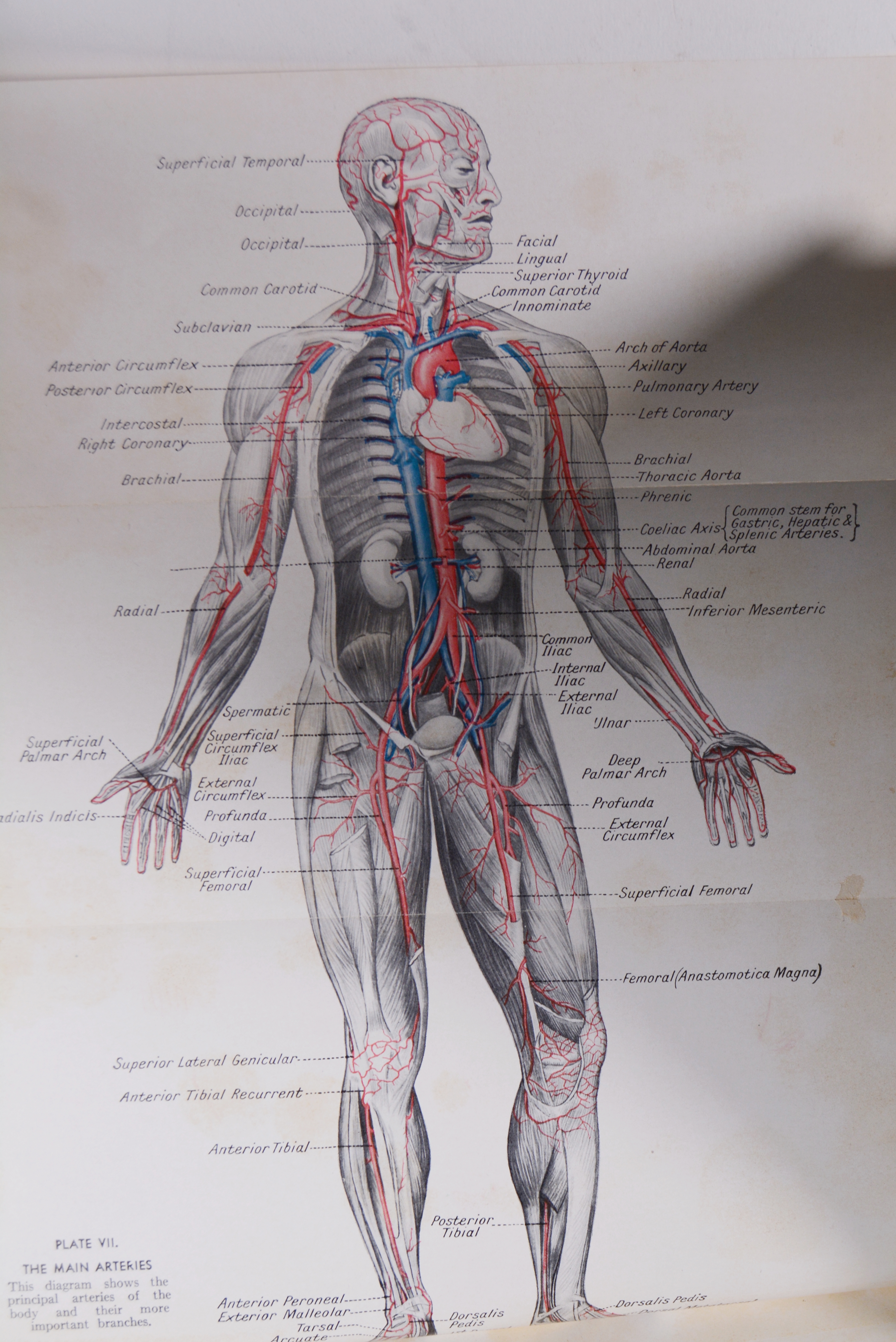 "The New Peoples Physician The Concise Encyclopedia of Health"