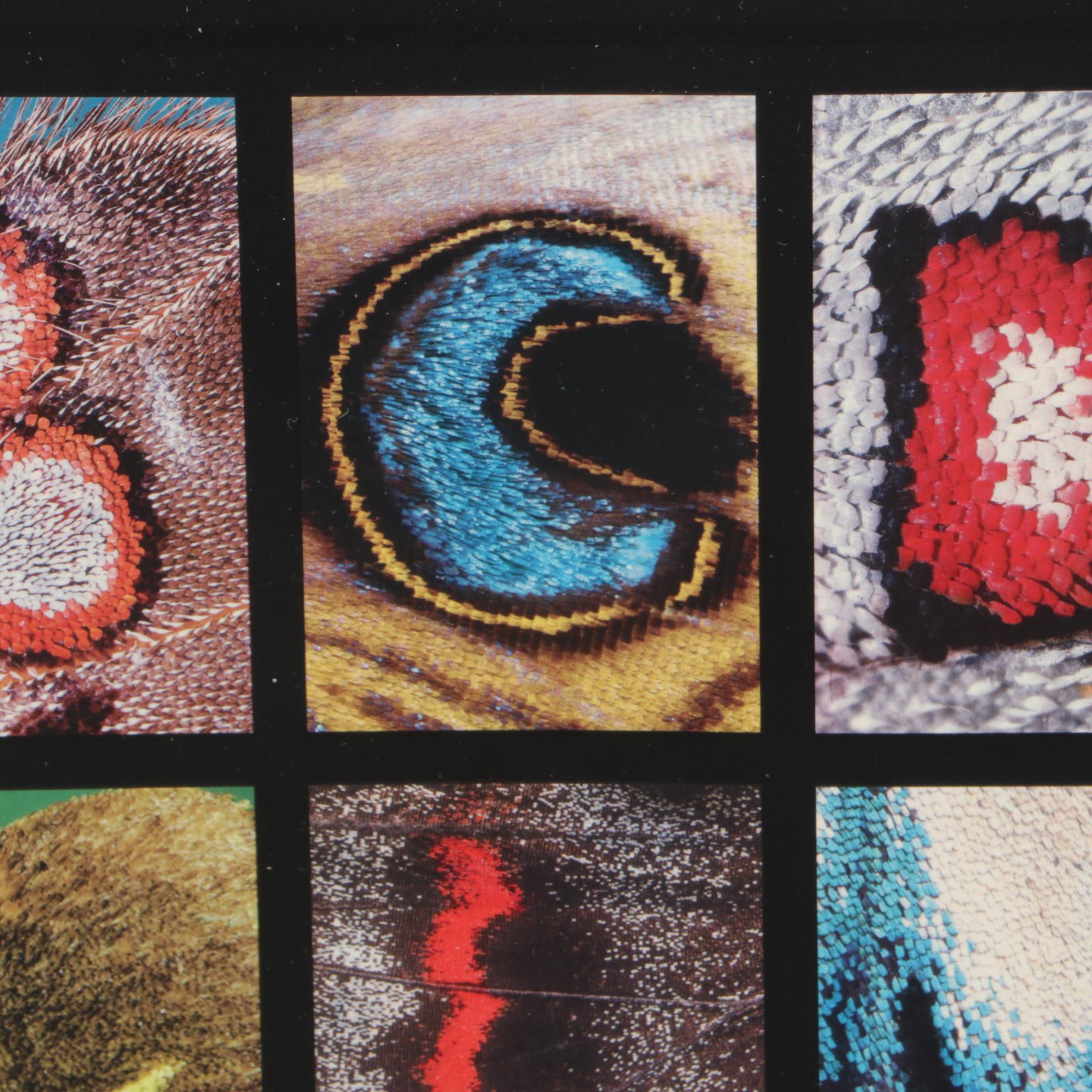 Offset Lithograph after Kjell B. Sandved "Butterfly Alphabet"