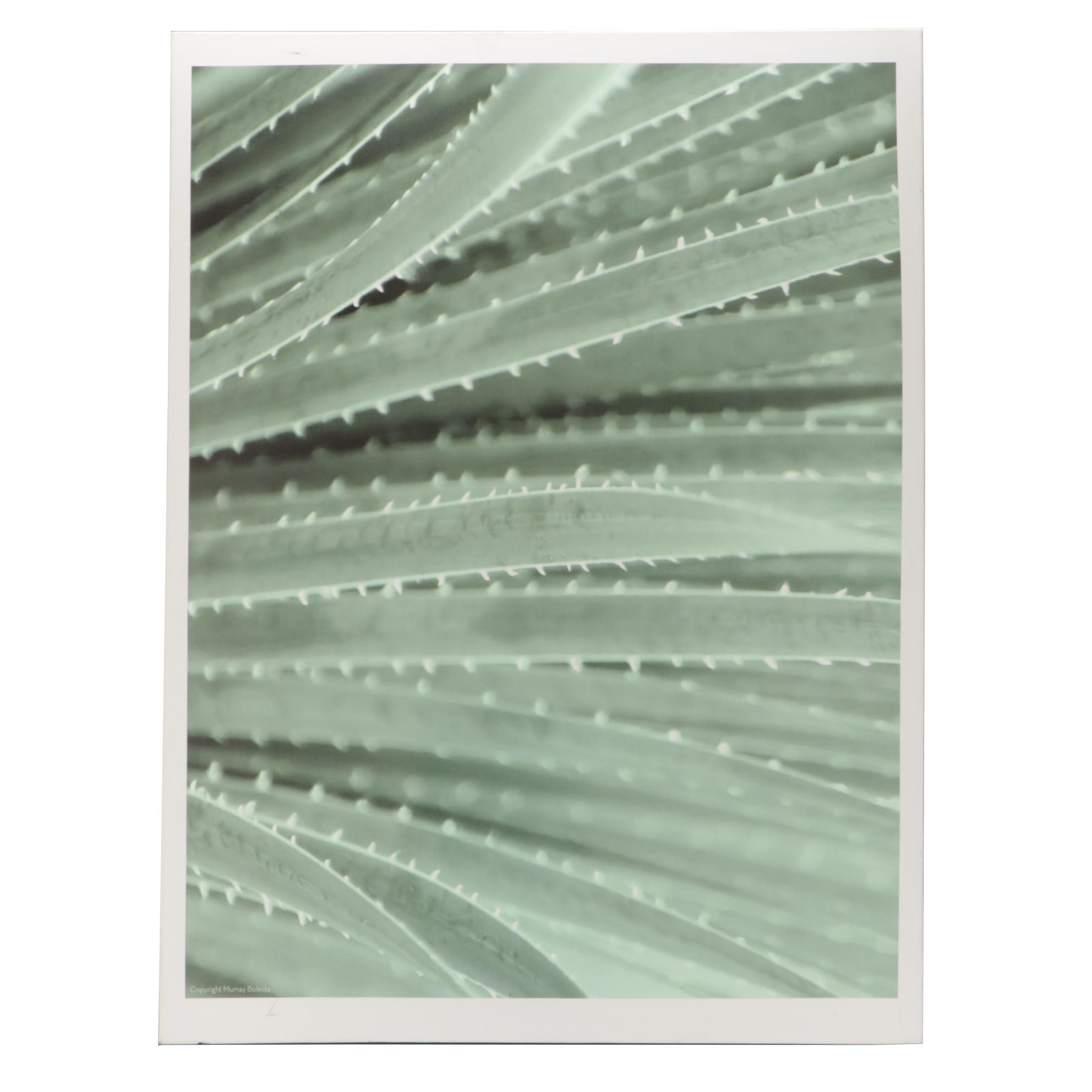 Giclee Print after Murray Bolesta Photograph of Plant Forms