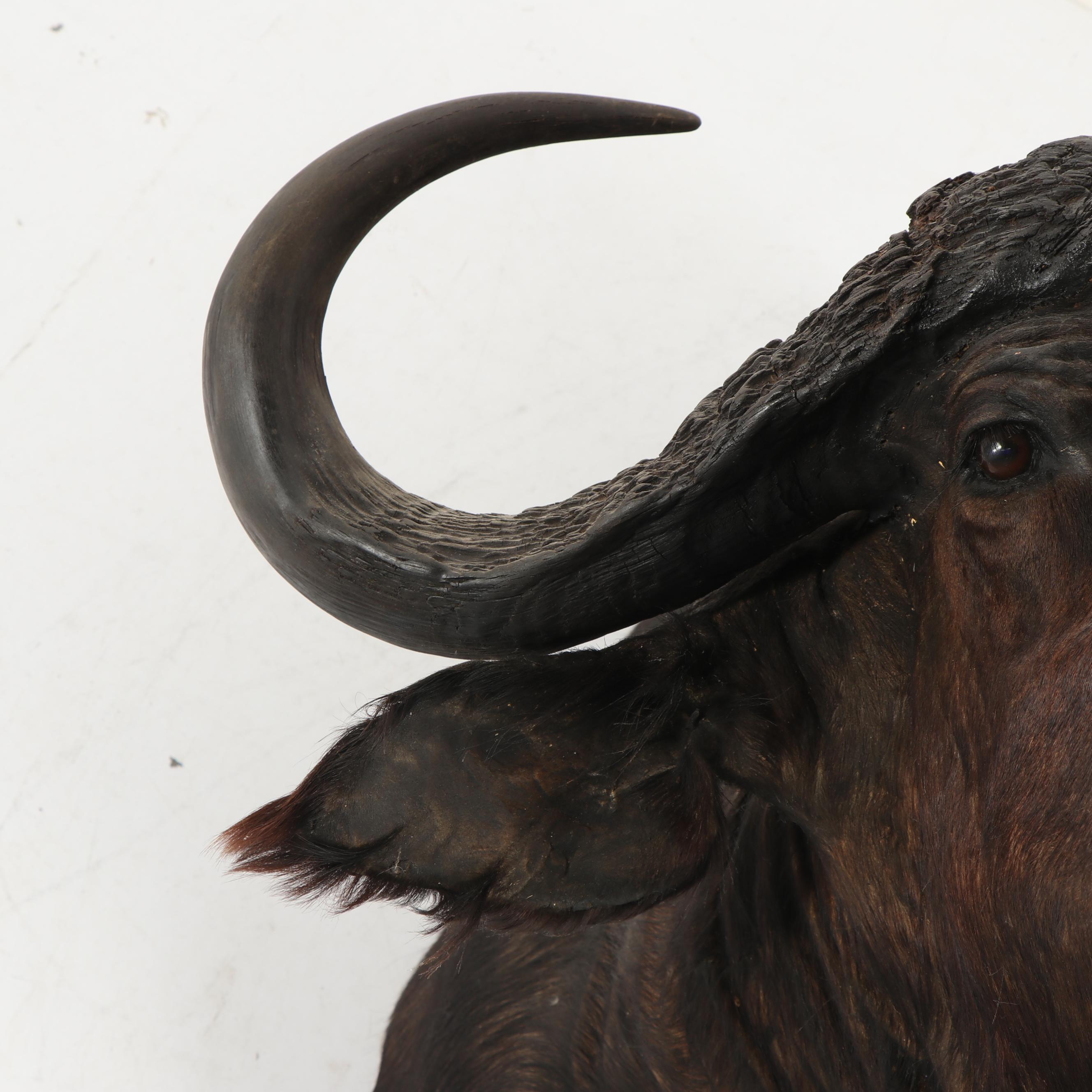 Taxidermy African Cape Buffalo Head