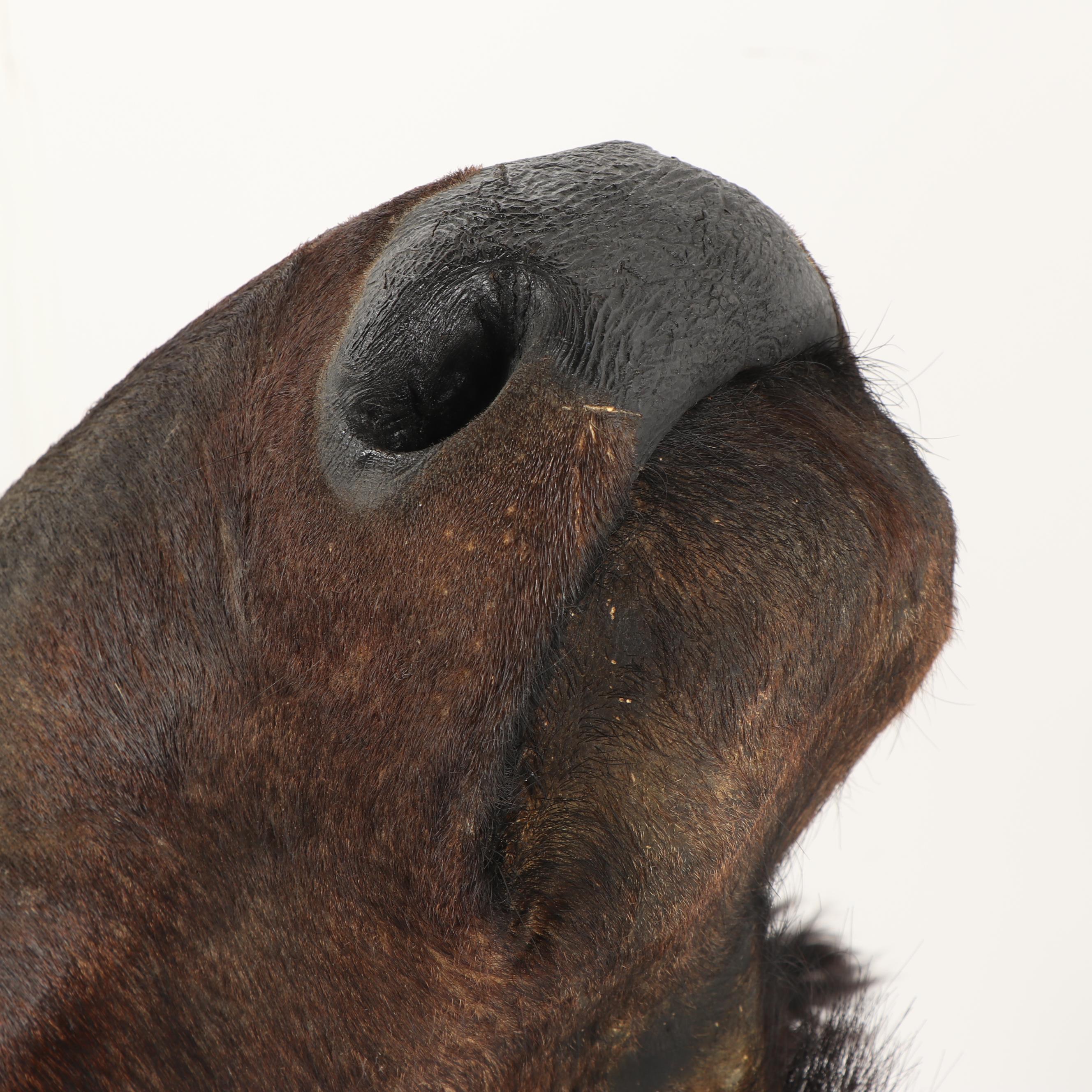 Taxidermy African Cape Buffalo Head