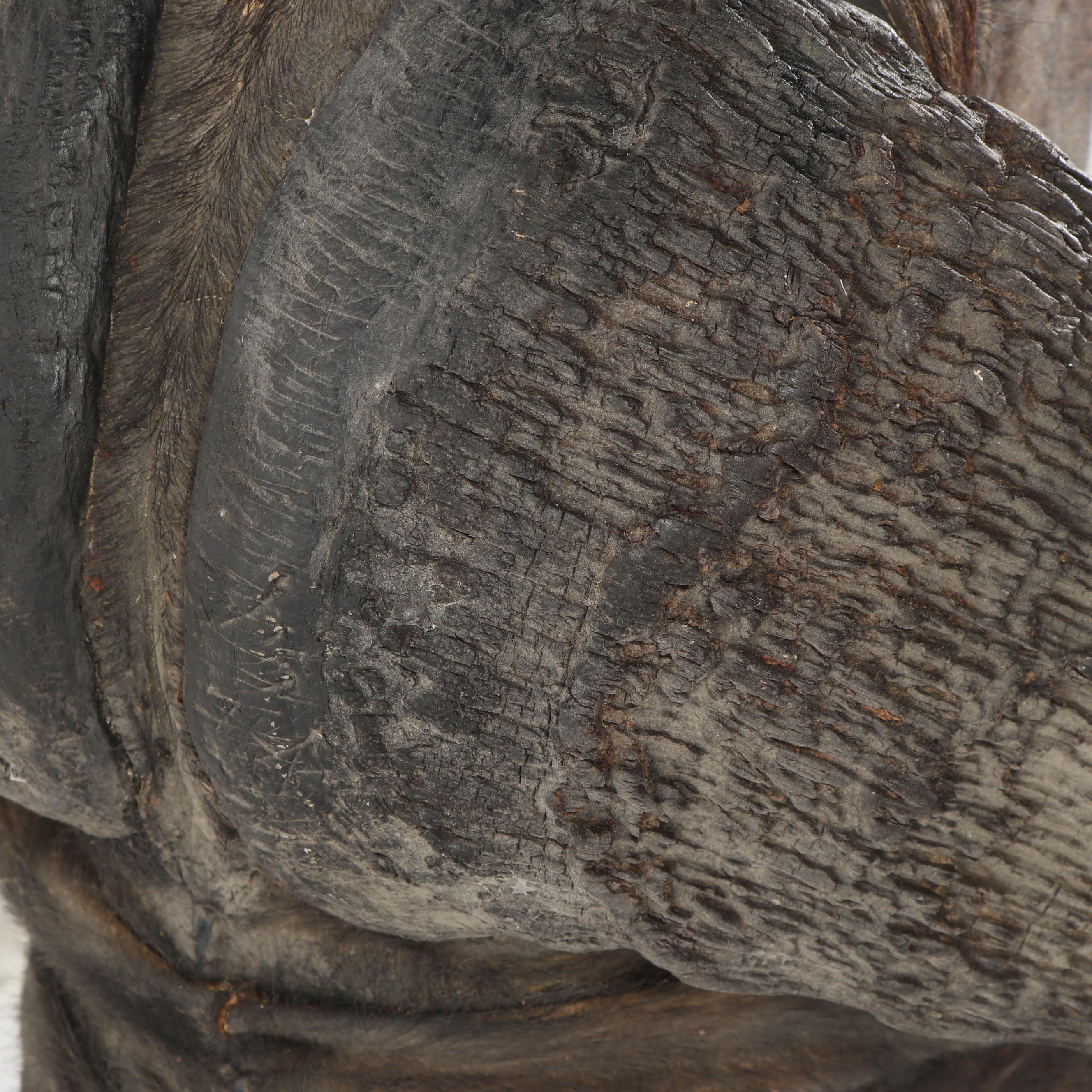 Taxidermy African Cape Buffalo Head