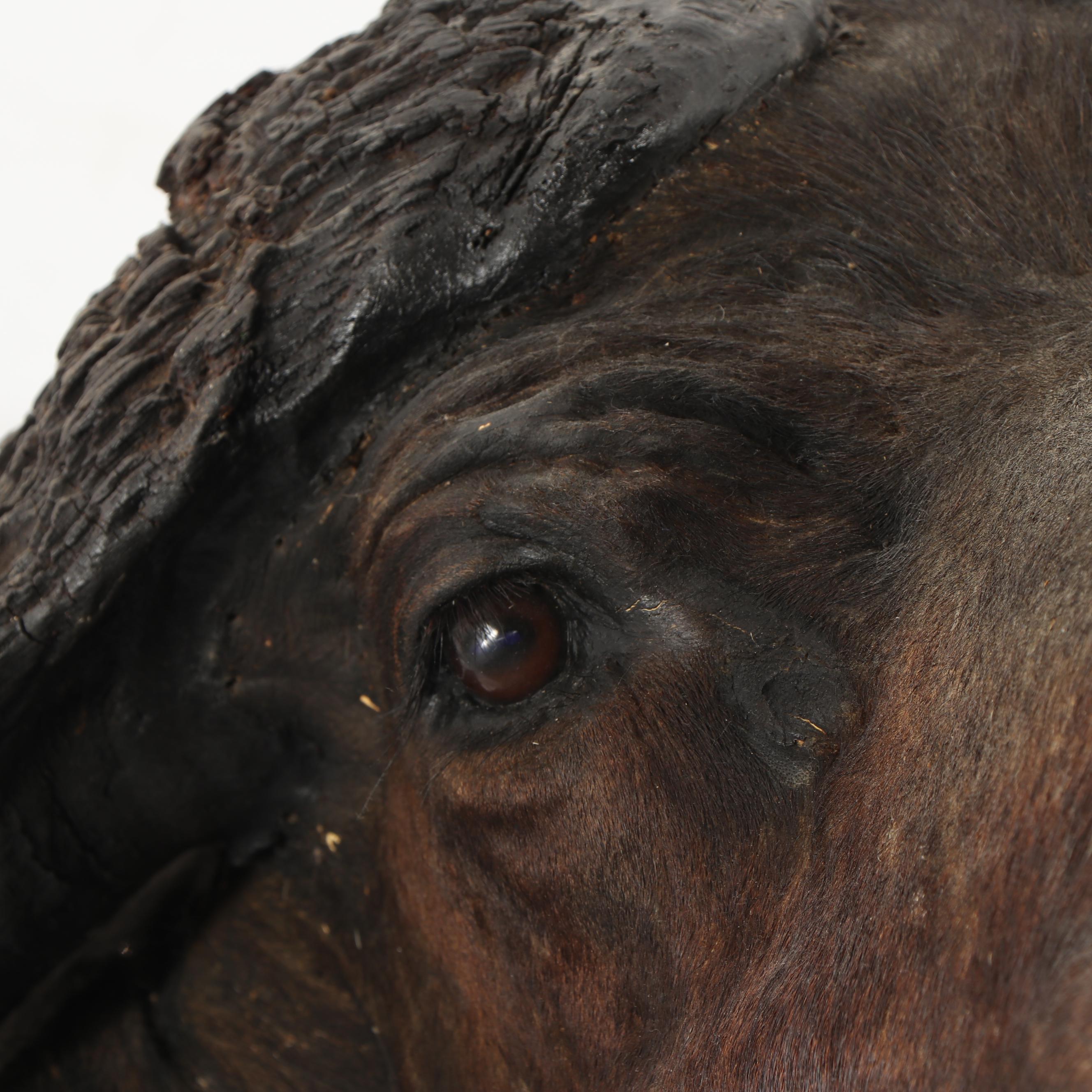 Taxidermy African Cape Buffalo Head
