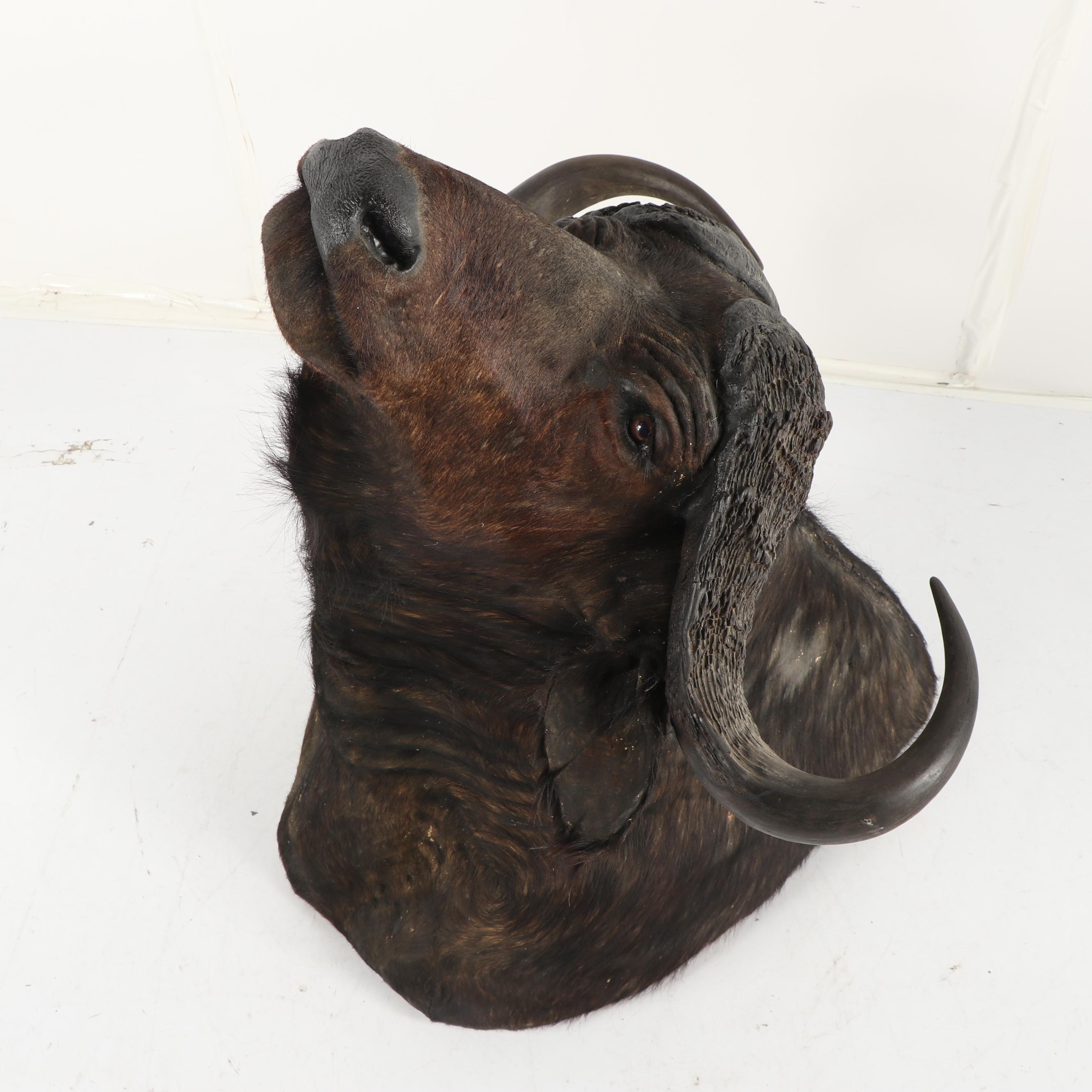 Taxidermy African Cape Buffalo Head